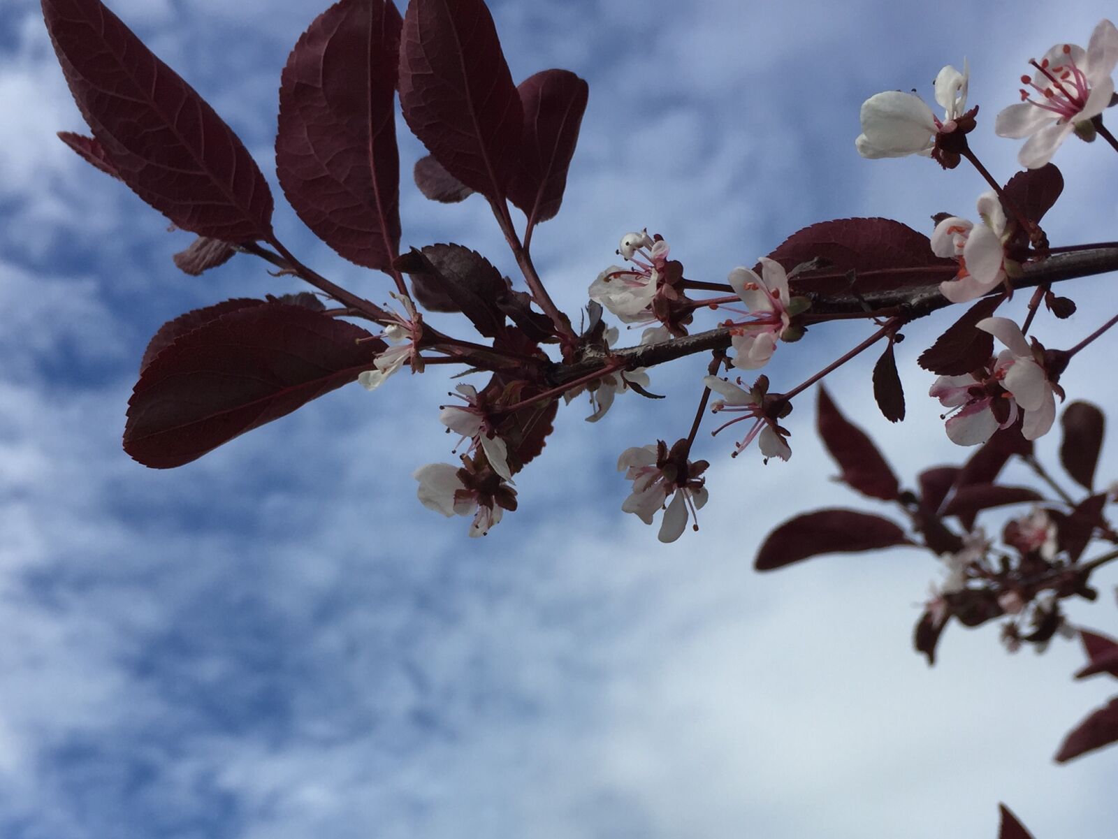 Apple iPhone 6 sample photo. Cloudy, sky, flowering, plum photography