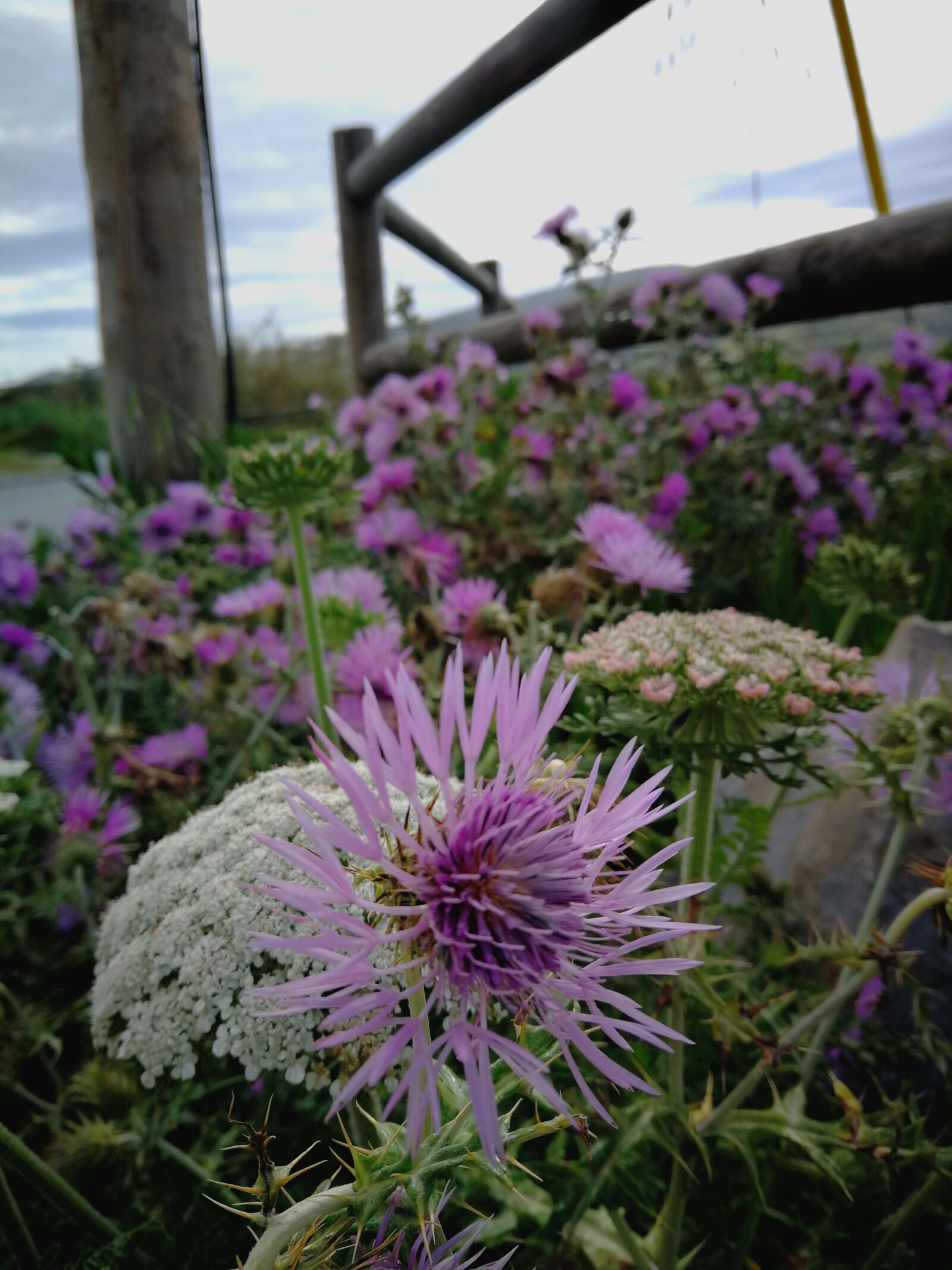 HUAWEI P10 sample photo. Wild flowers, purple, beach photography