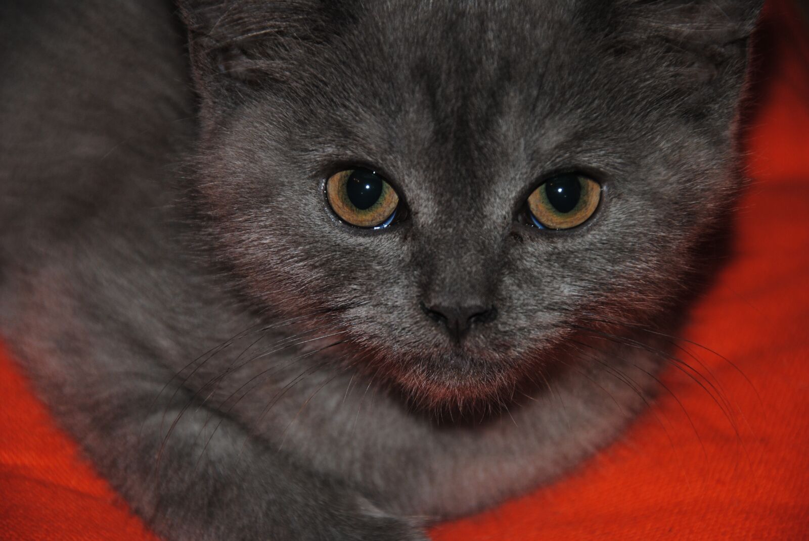 Nikon D3000 sample photo. Cat's eyes, grey, cat photography