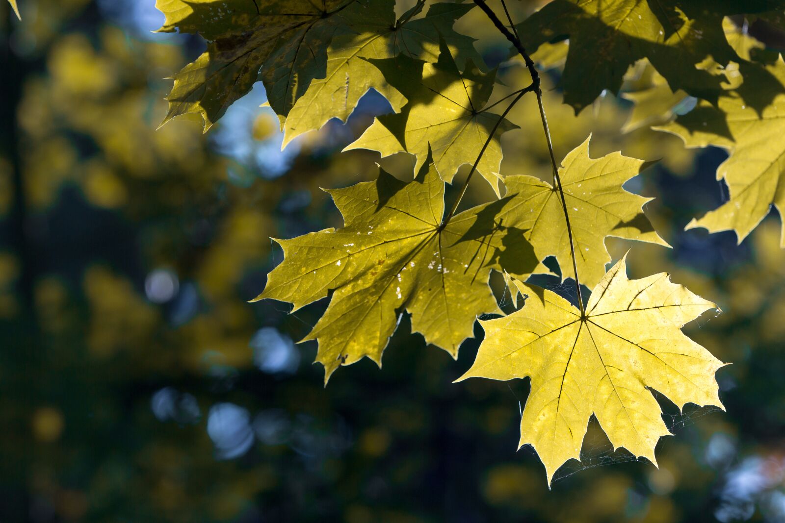 Canon EOS 60D sample photo. Autumn, leaves, maple photography