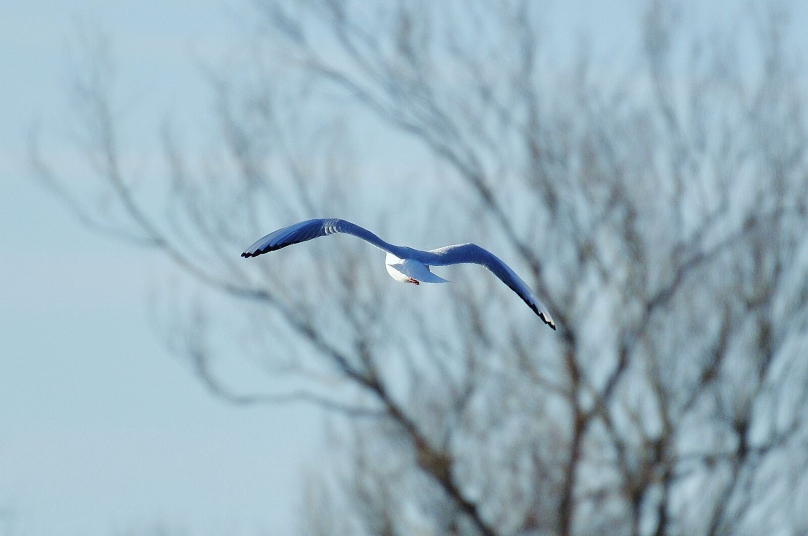 Nikon D3200 sample photo. Seagull, water, lake constance photography