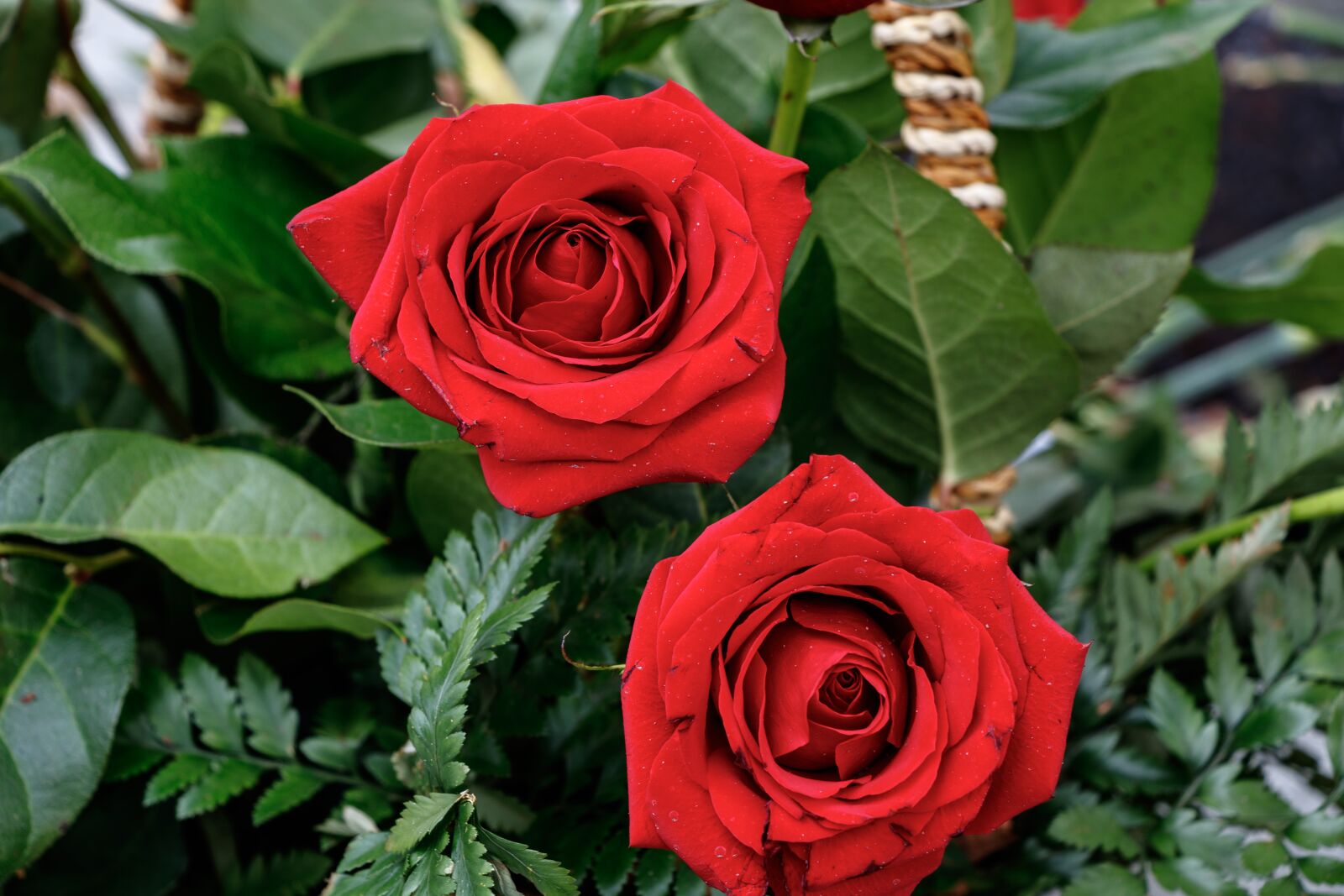Canon EF-S 18-135mm F3.5-5.6 IS USM sample photo. Roses, flowers, petals photography