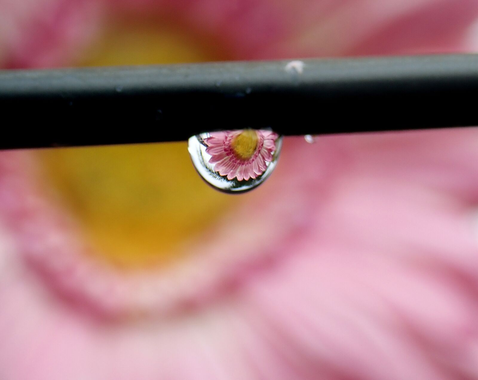 Olympus TG-5 sample photo. Raindrops, daisy, refraction photography