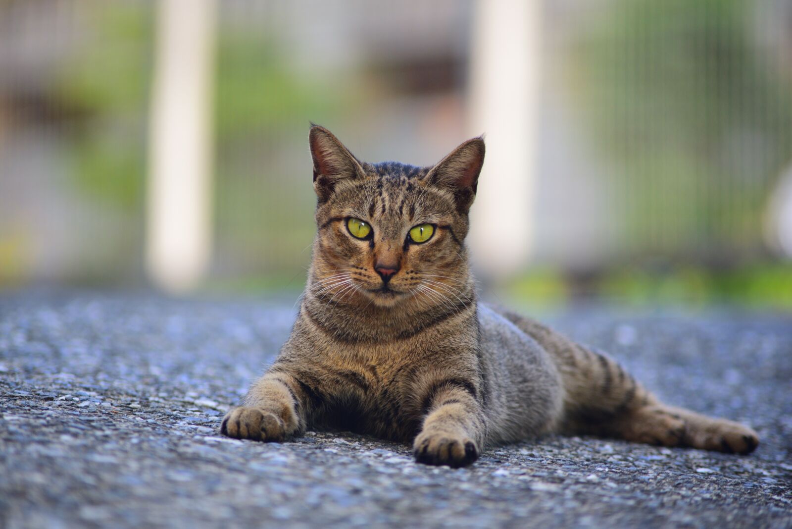 Nikon D750 sample photo. Animal, cute, nature photography