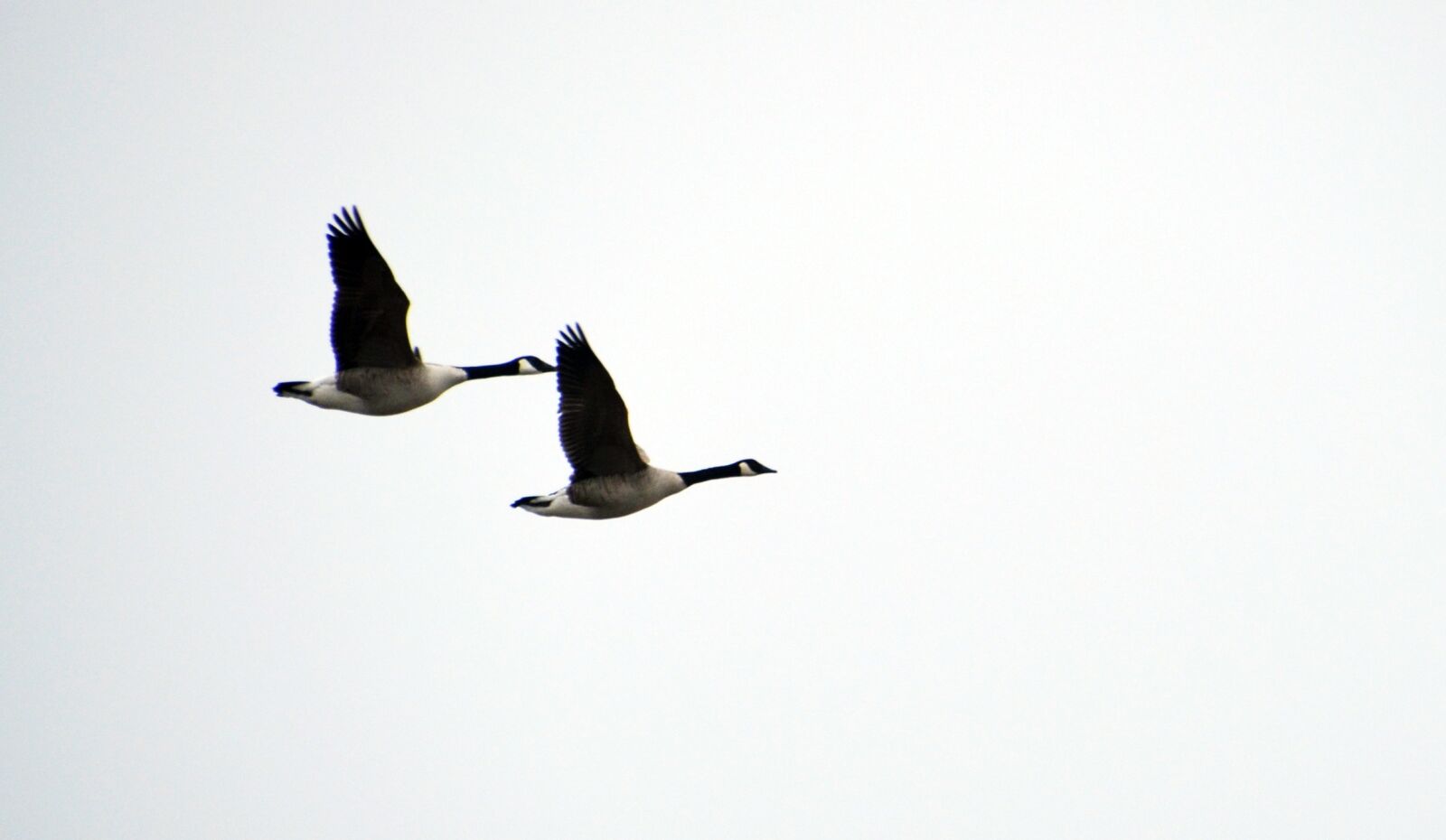 Nikon D5100 sample photo. Ultervattnet, goose, couple photography