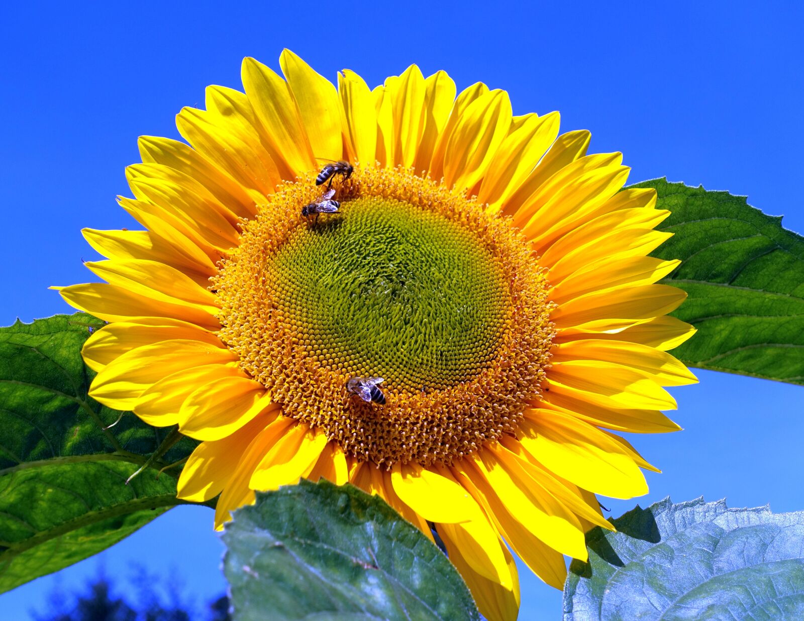 Sony Cyber-shot DSC-RX100 III sample photo. Sunflower, bumblebees, flower photography