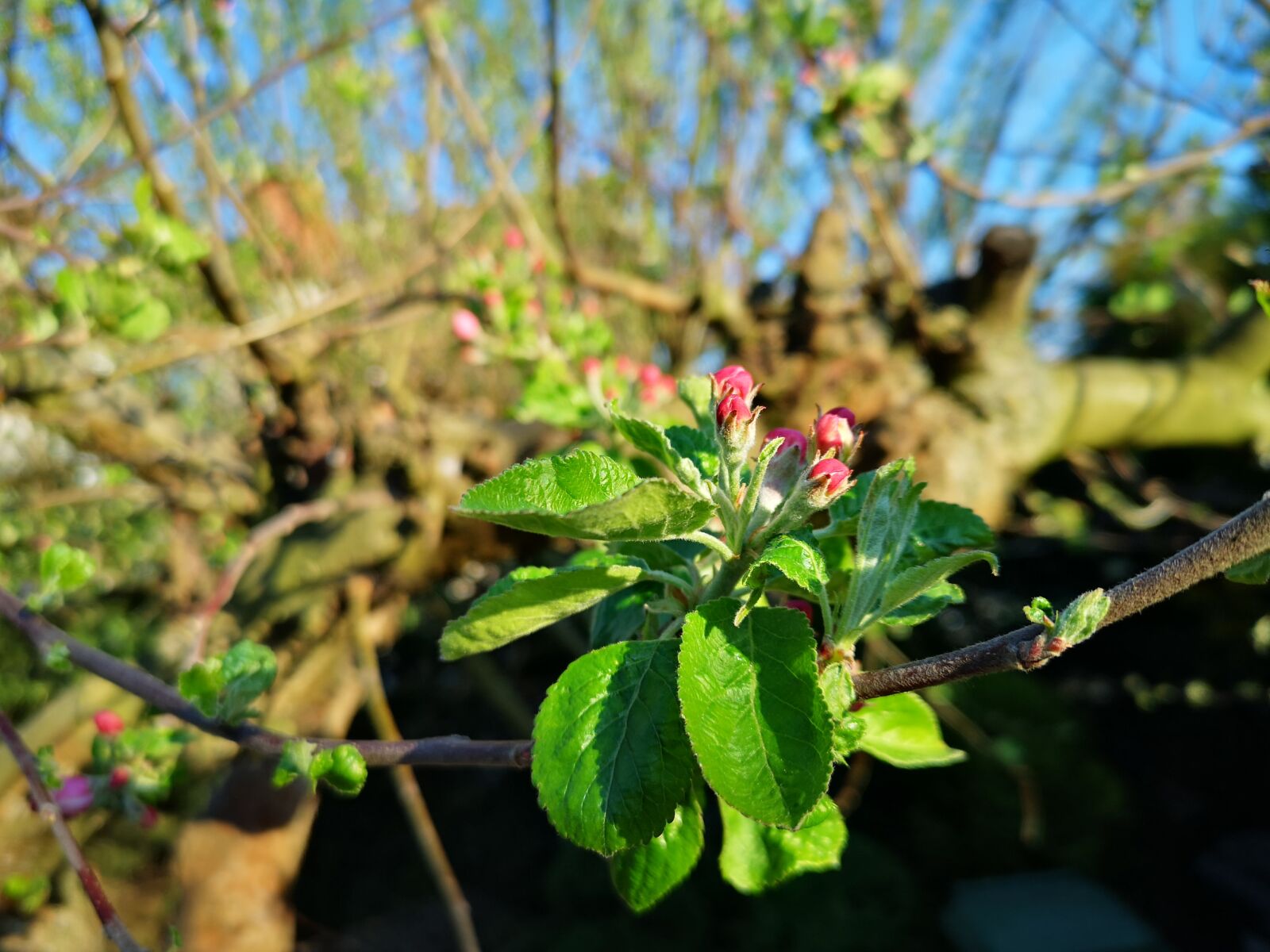 HUAWEI CLT-L29 sample photo. Apple, tree, nature photography