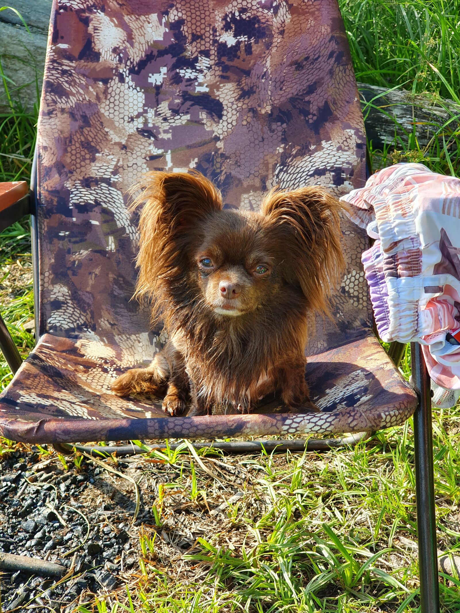 Samsung Galaxy S10 sample photo. Dog, breed, stroll photography