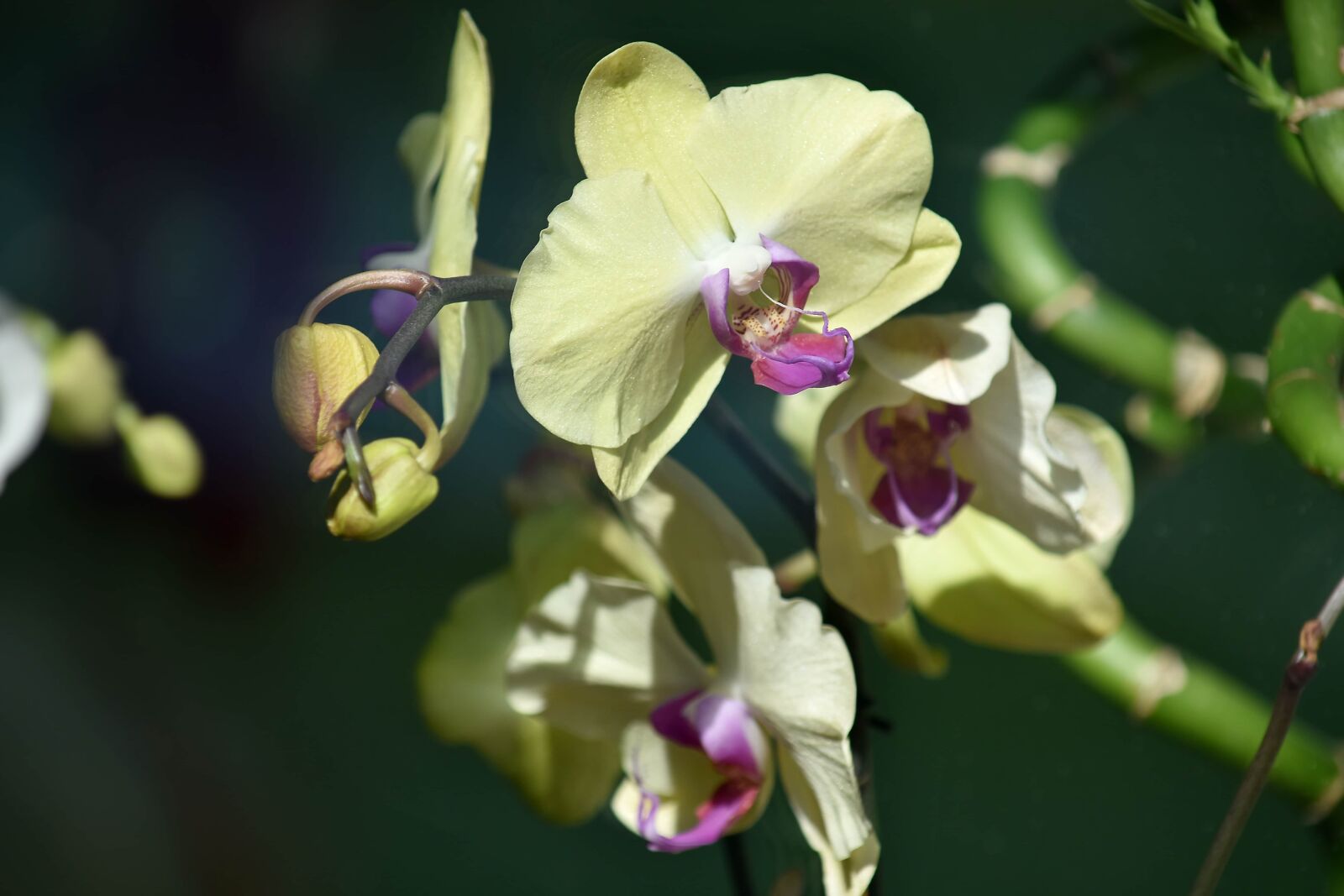 Nikon D5500 sample photo. Bamboo, beautiful photo, blurry photography