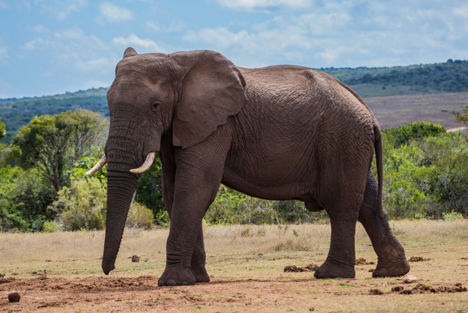 Canon EOS 100D (EOS Rebel SL1 / EOS Kiss X7) sample photo. Nature, elephant, mammal photography