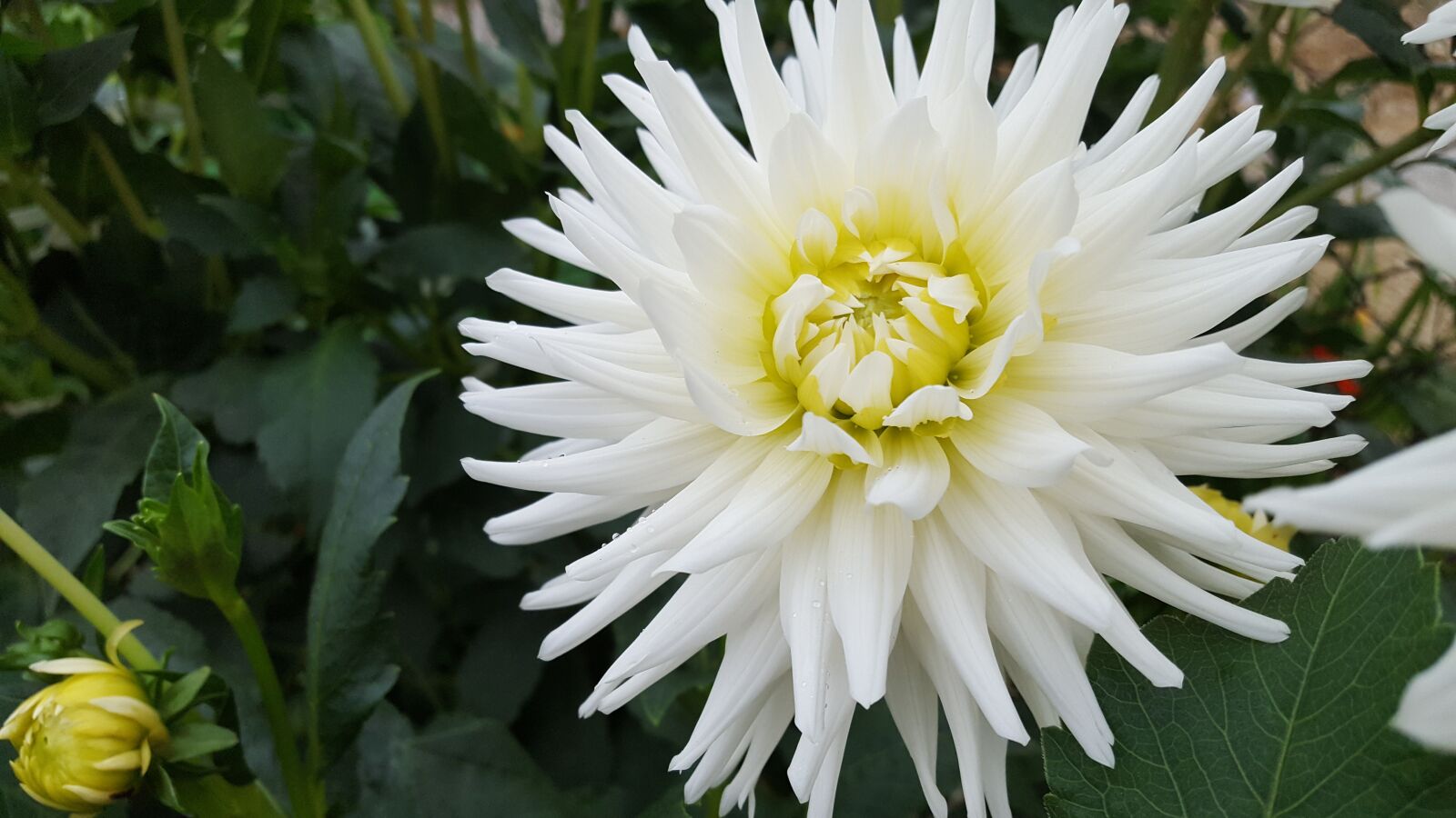 Samsung Galaxy S6 sample photo. Flower, nature, white photography