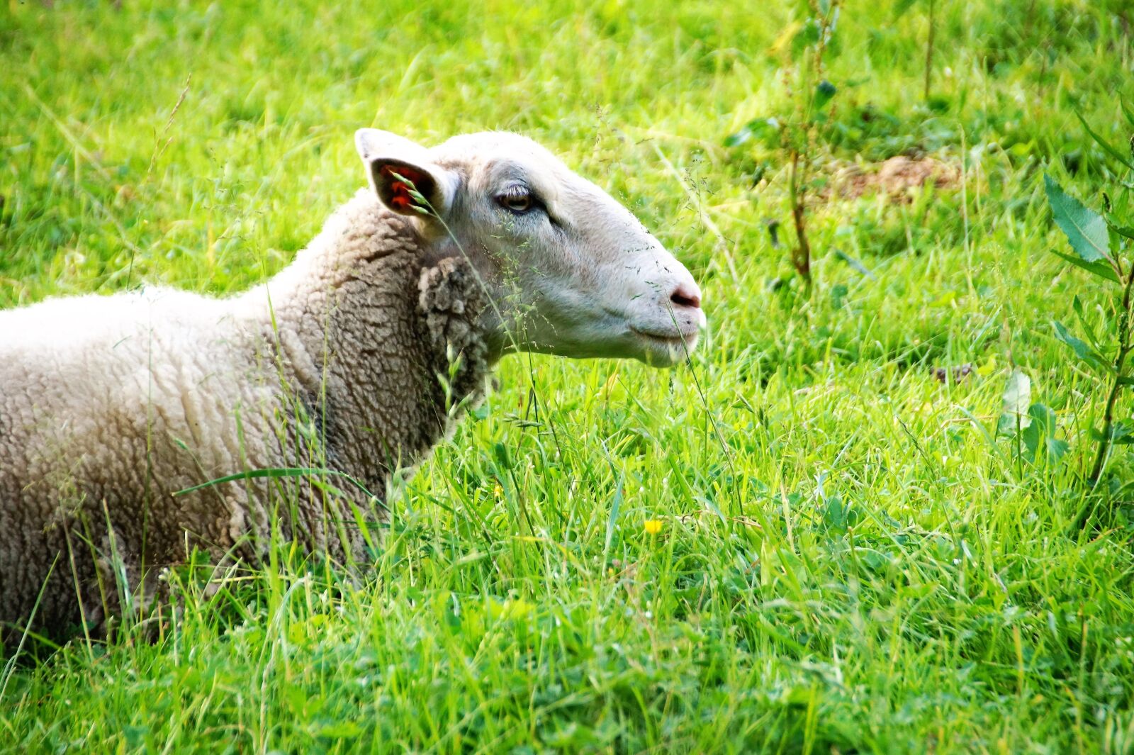 Sony SLT-A58 sample photo. Sheep, animal, home photography