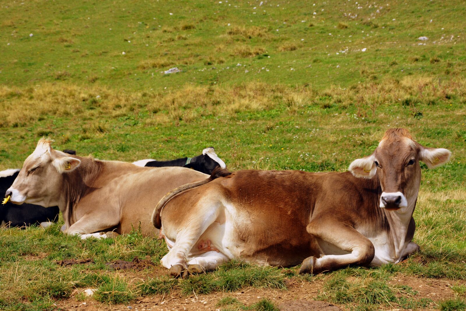 Nikon D7100 sample photo. Cow, prato, mountain photography
