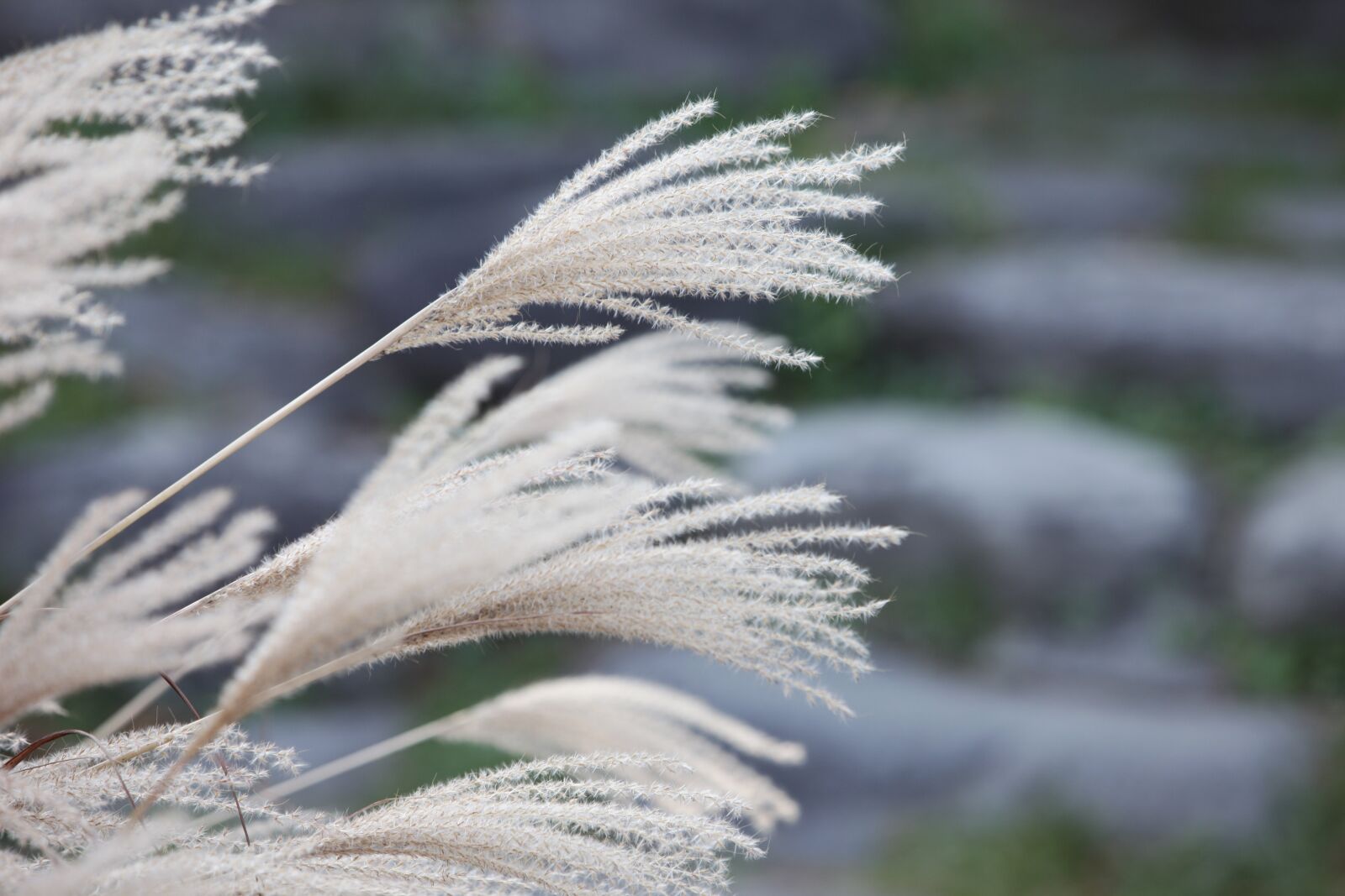 Canon EOS 5D Mark II sample photo. Reed, ヨシ, 芦 苇 photography