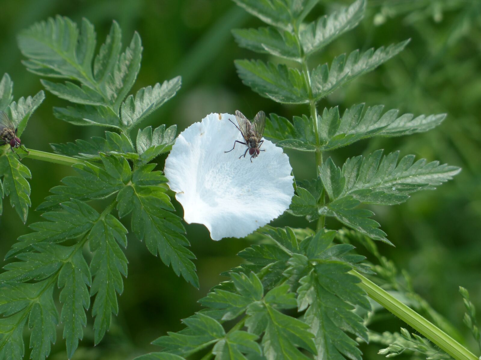 Panasonic Lumix DMC-FZ200 sample photo. Petal, fly, insect photography