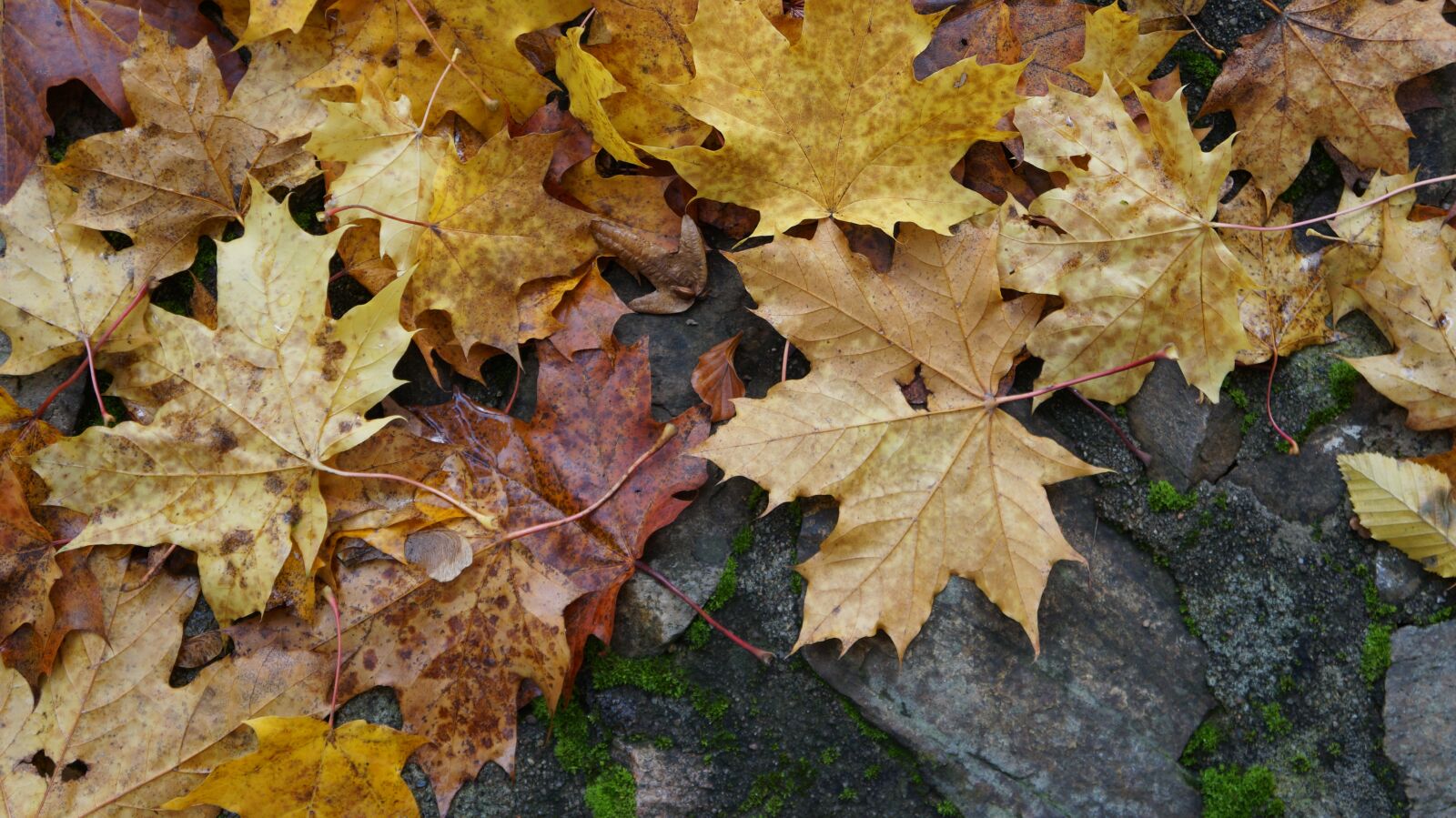 Sony Alpha a3000 sample photo. Autumn, leaves, colors of photography