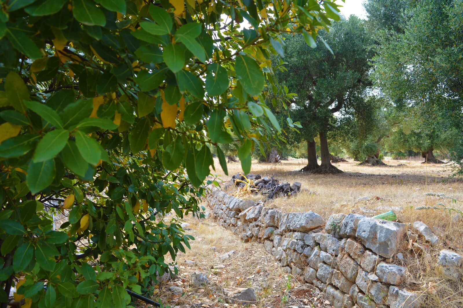 Nikon D3200 sample photo. Laurel, tree, medicinal plant photography