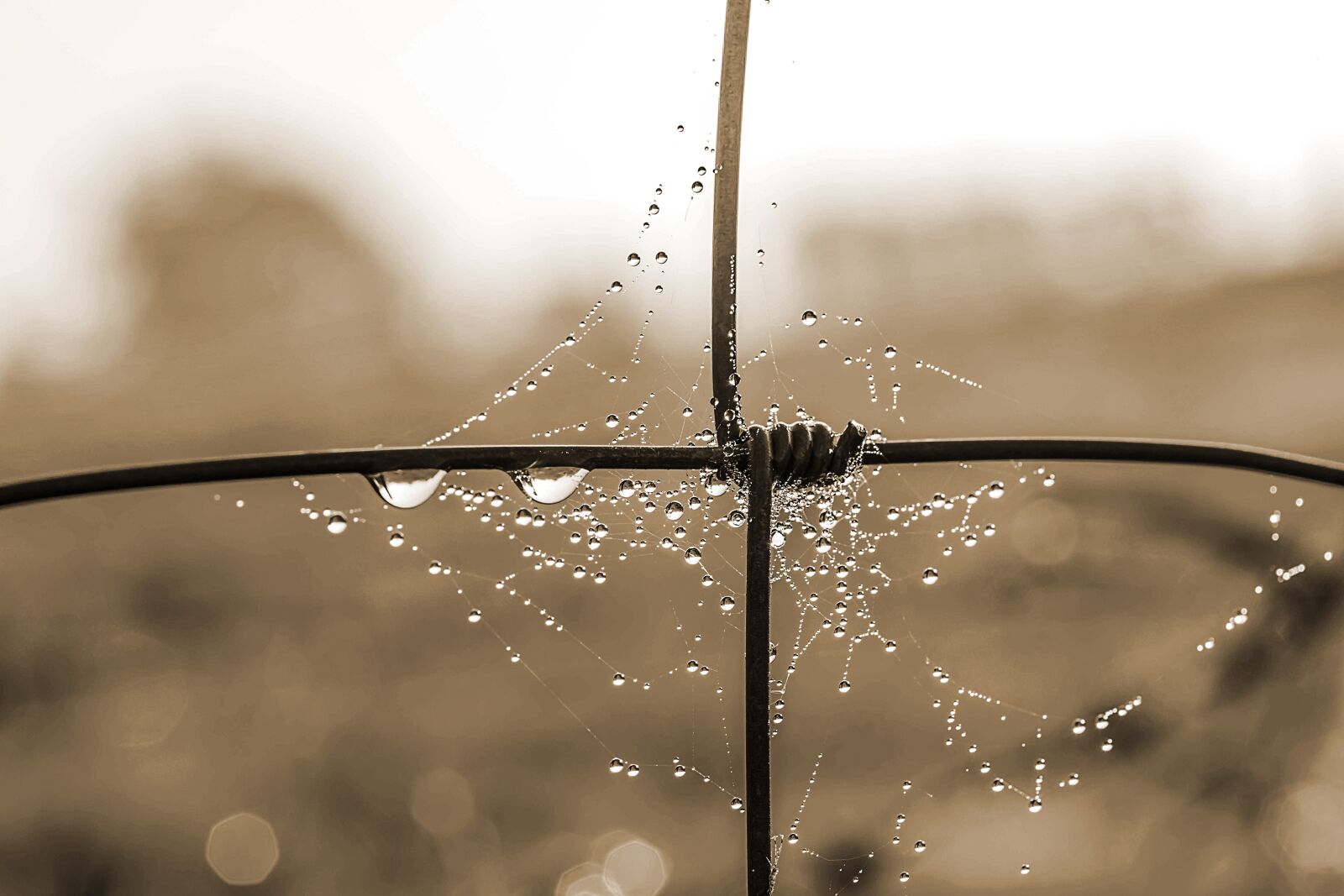 Canon EOS 650D (EOS Rebel T4i / EOS Kiss X6i) sample photo. Cobweb, dewdrop, raindrop photography