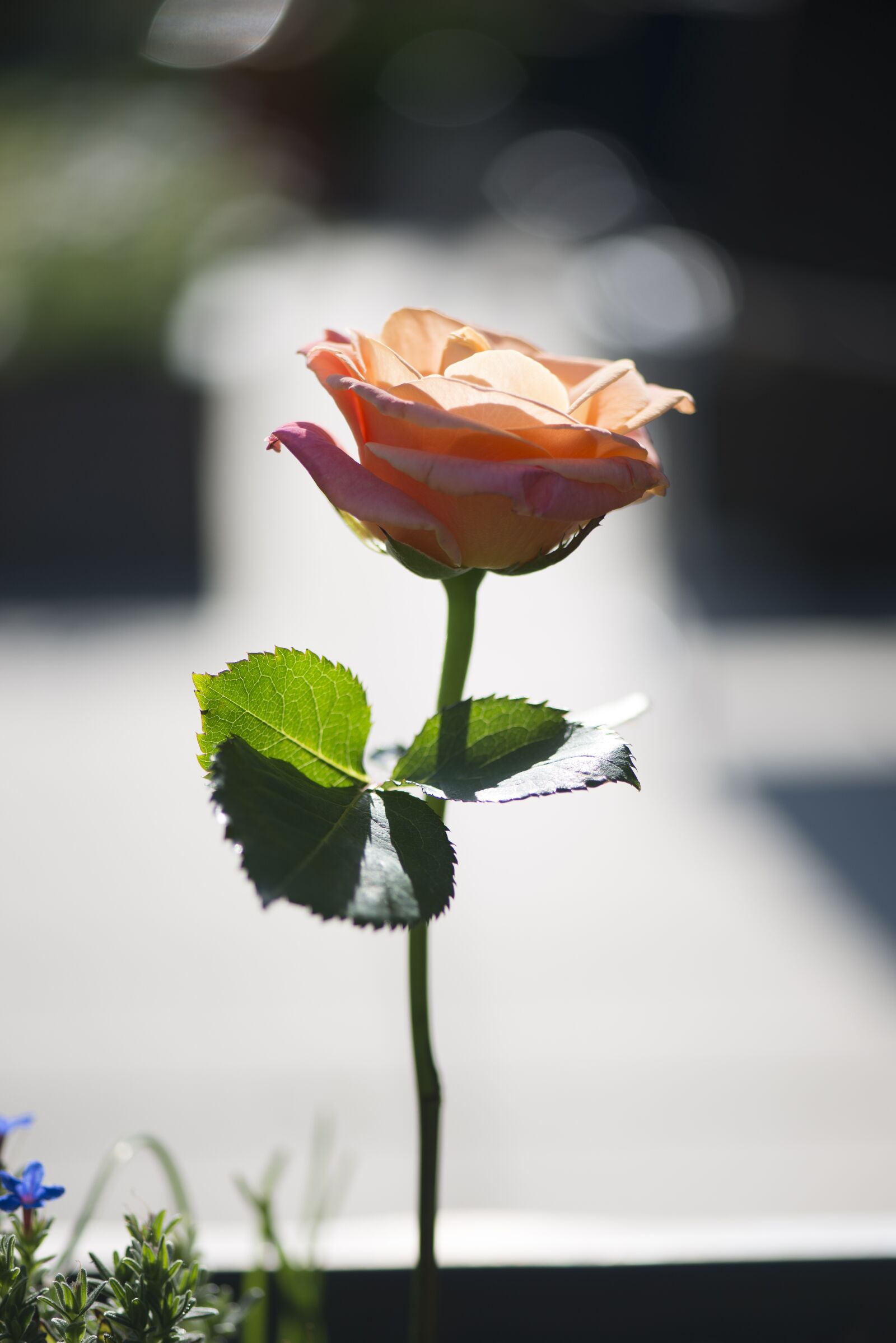 Nikon D800 sample photo. Rose, emotion, love photography