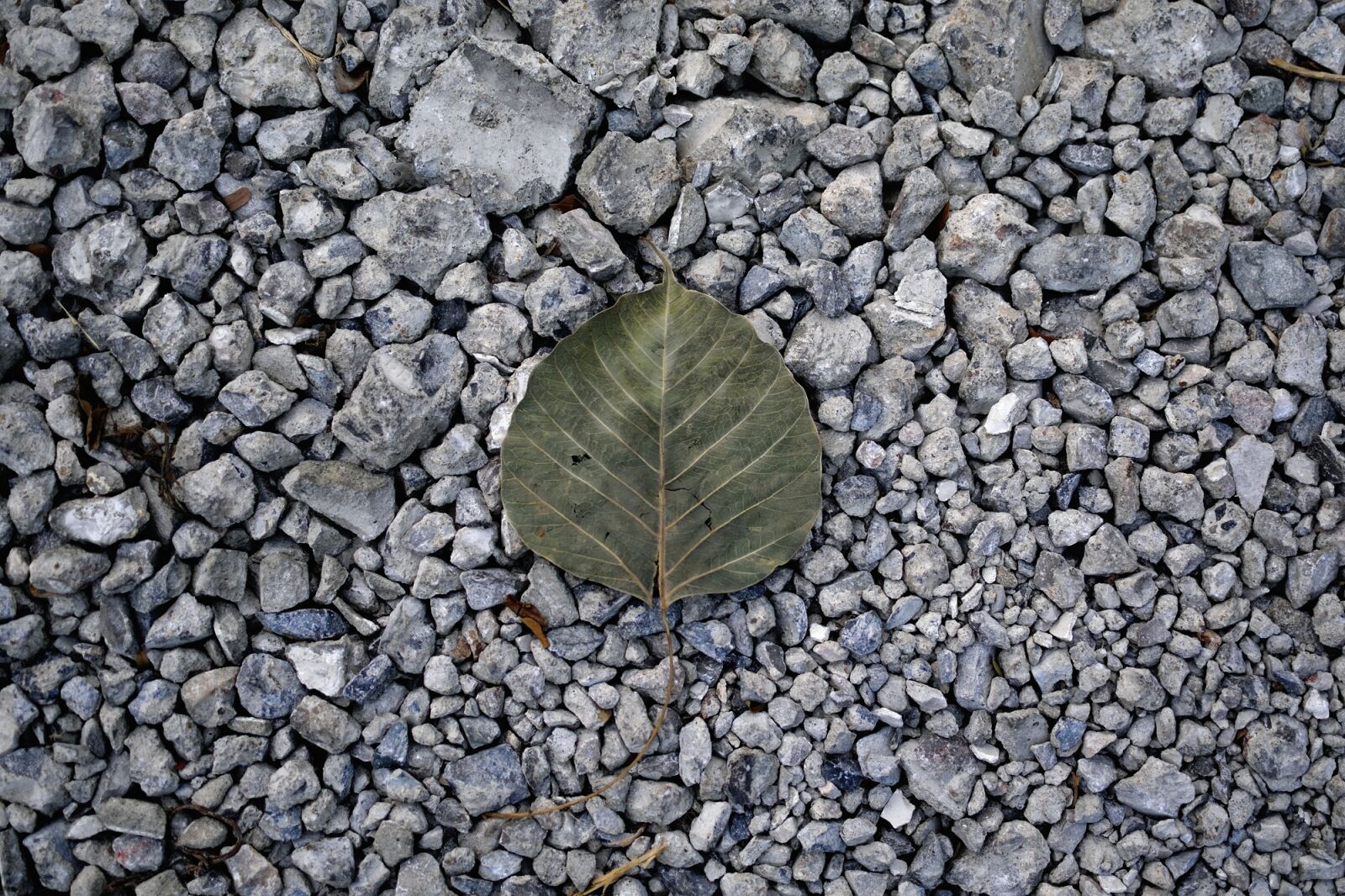 Nikon D5300 sample photo. Die, fallen, ground photography