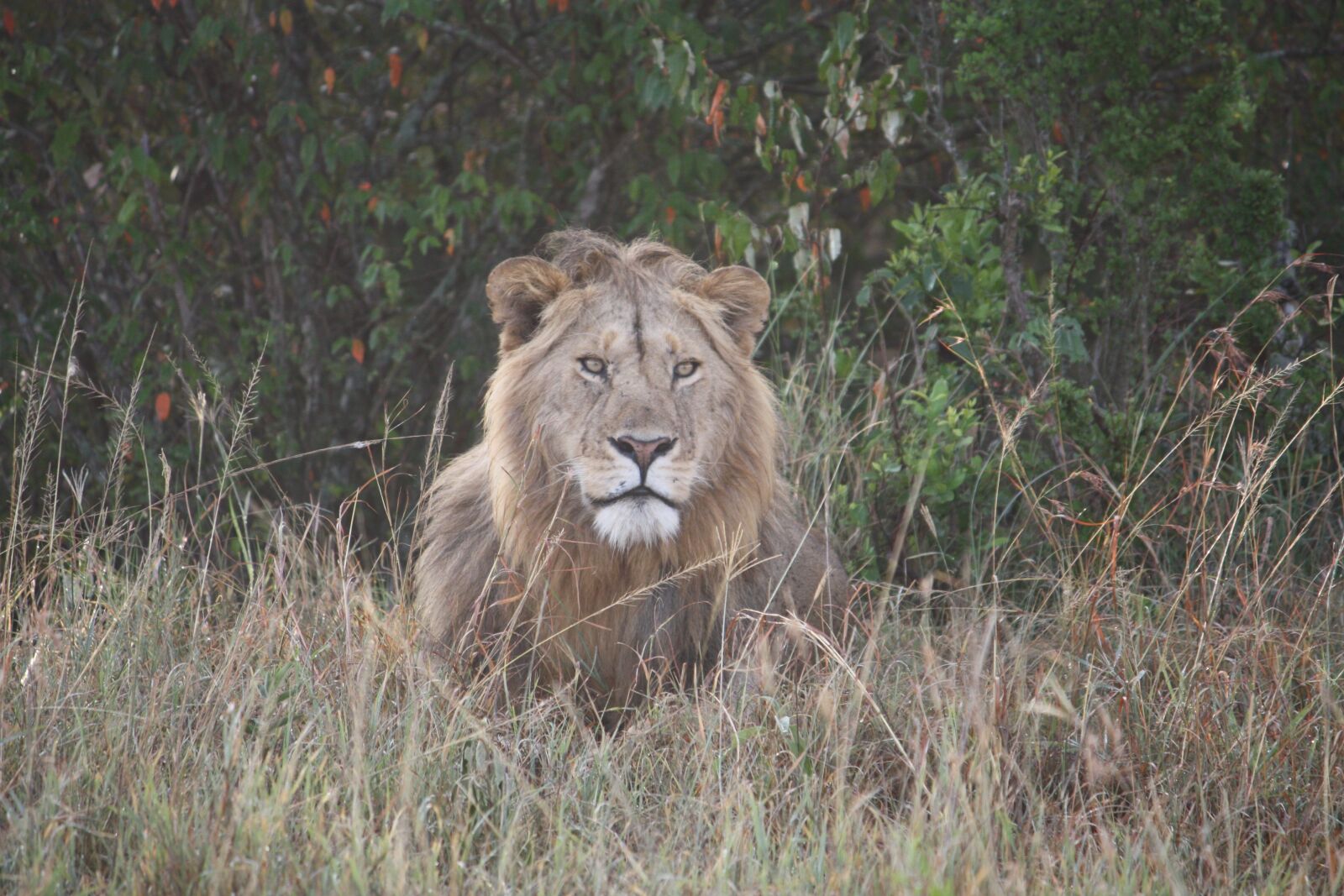 Canon EOS 450D (EOS Rebel XSi / EOS Kiss X2) sample photo. Lion, kenya, wildlife photography