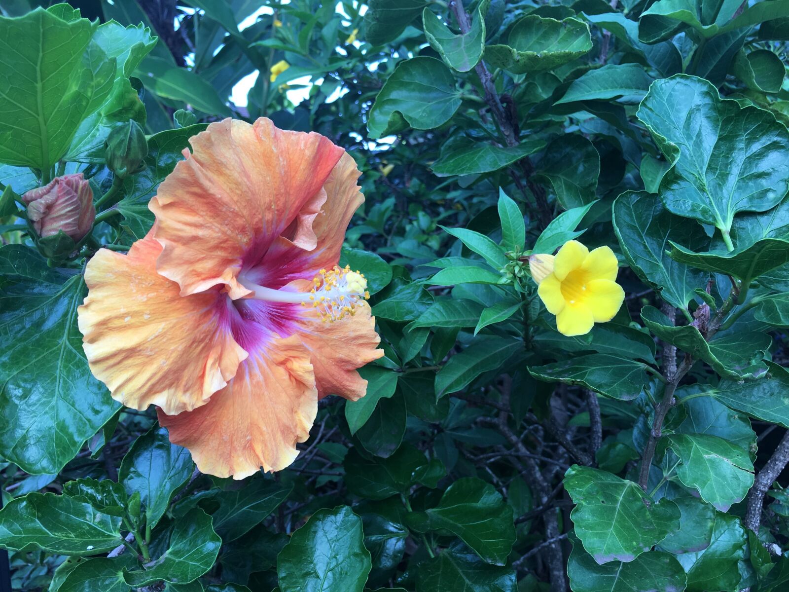 Apple iPhone 6s sample photo. Hawaii, hibiscus, flower photography
