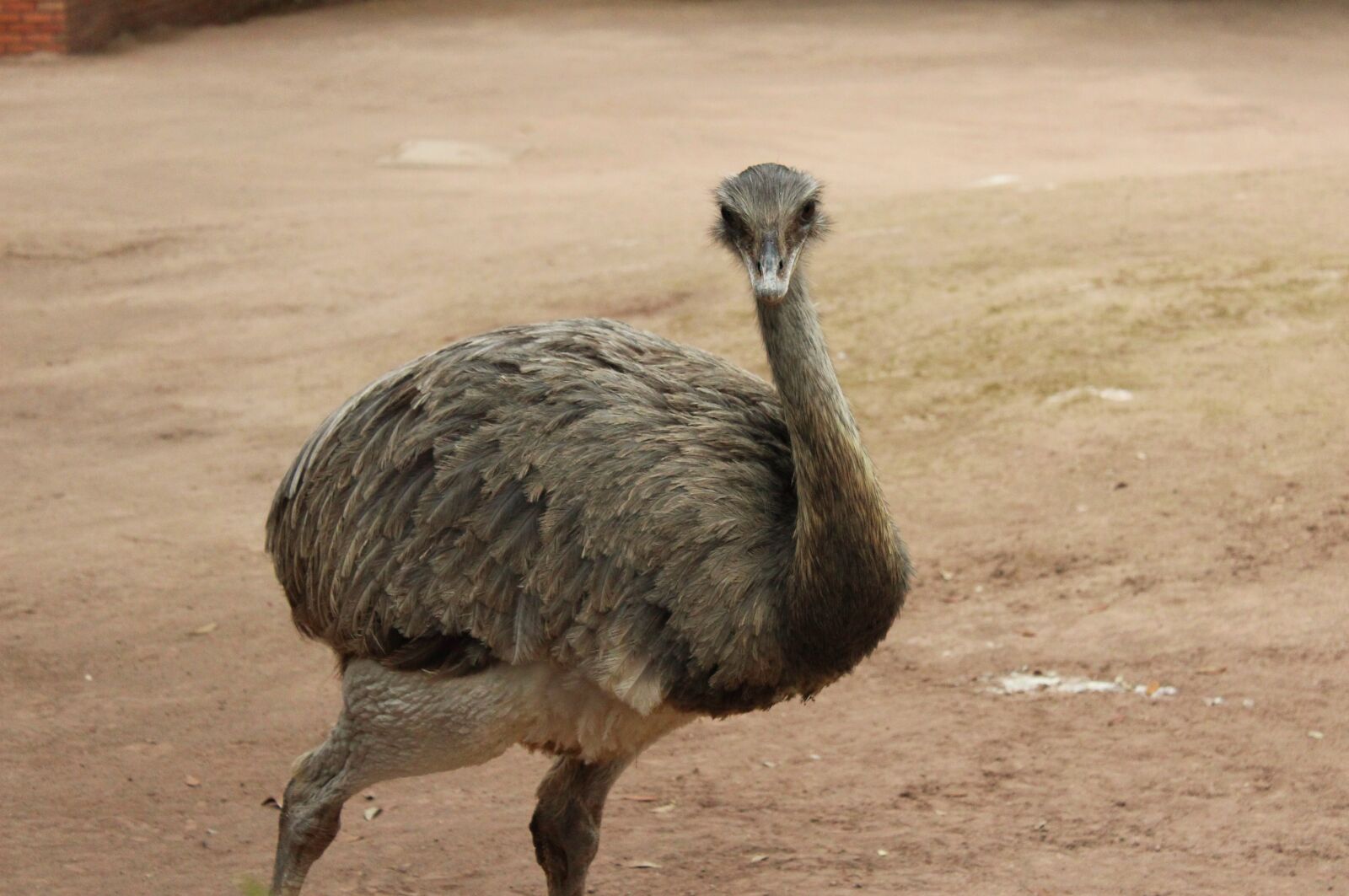 Canon EOS 1200D (EOS Rebel T5 / EOS Kiss X70 / EOS Hi) sample photo. Animal, bird, zoo photography