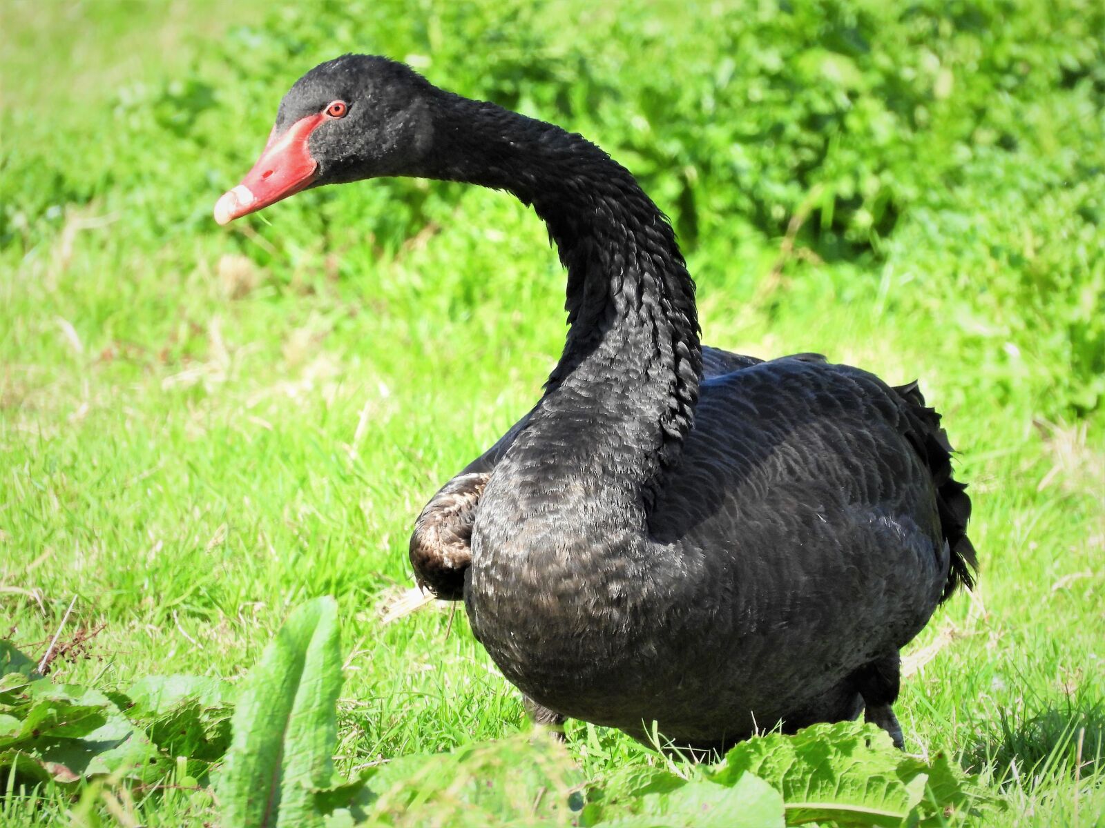 Nikon Coolpix P1000 sample photo. Black swan, waterfowl, swan photography