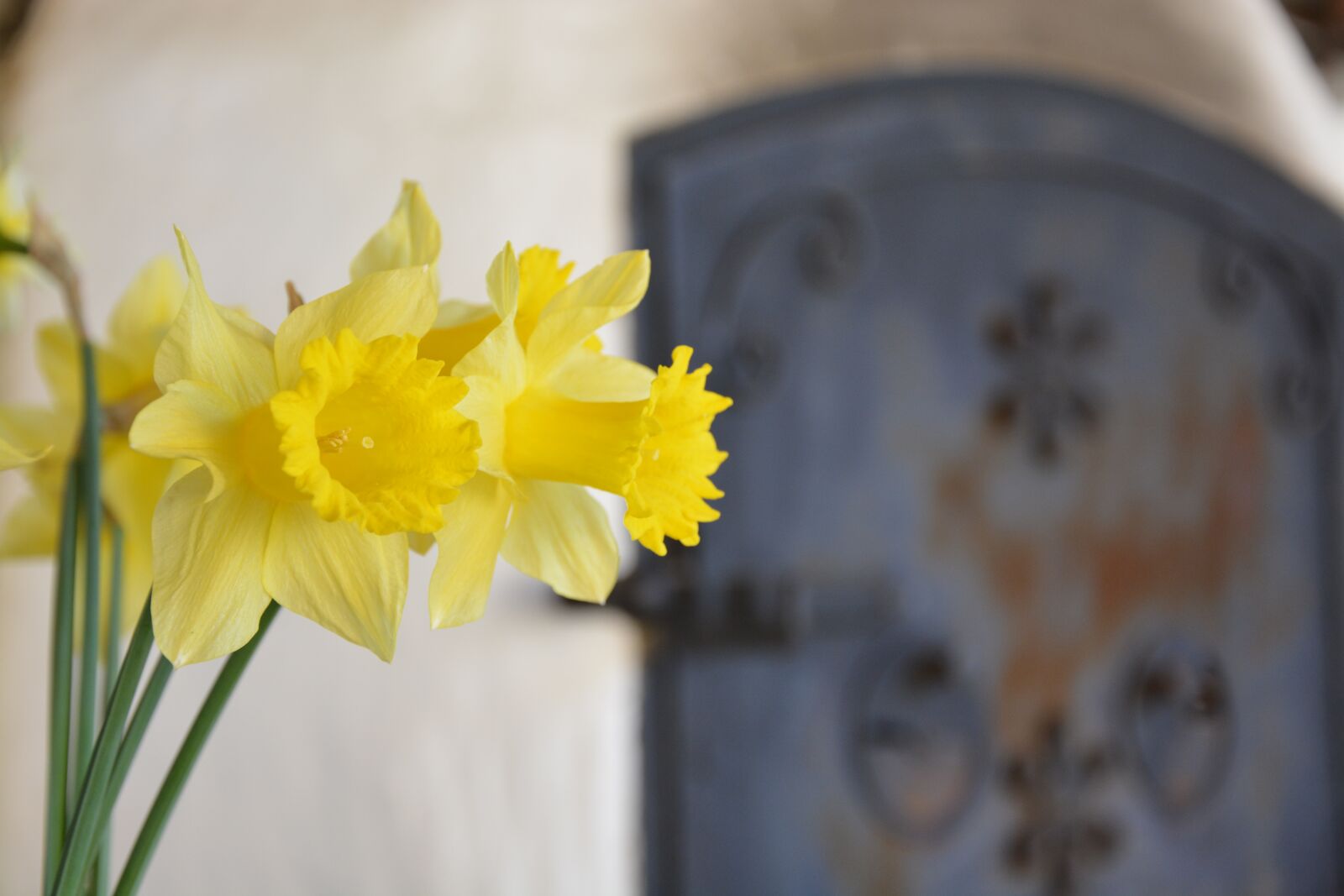 Nikon D5200 sample photo. Daffodil, yellow, green photography