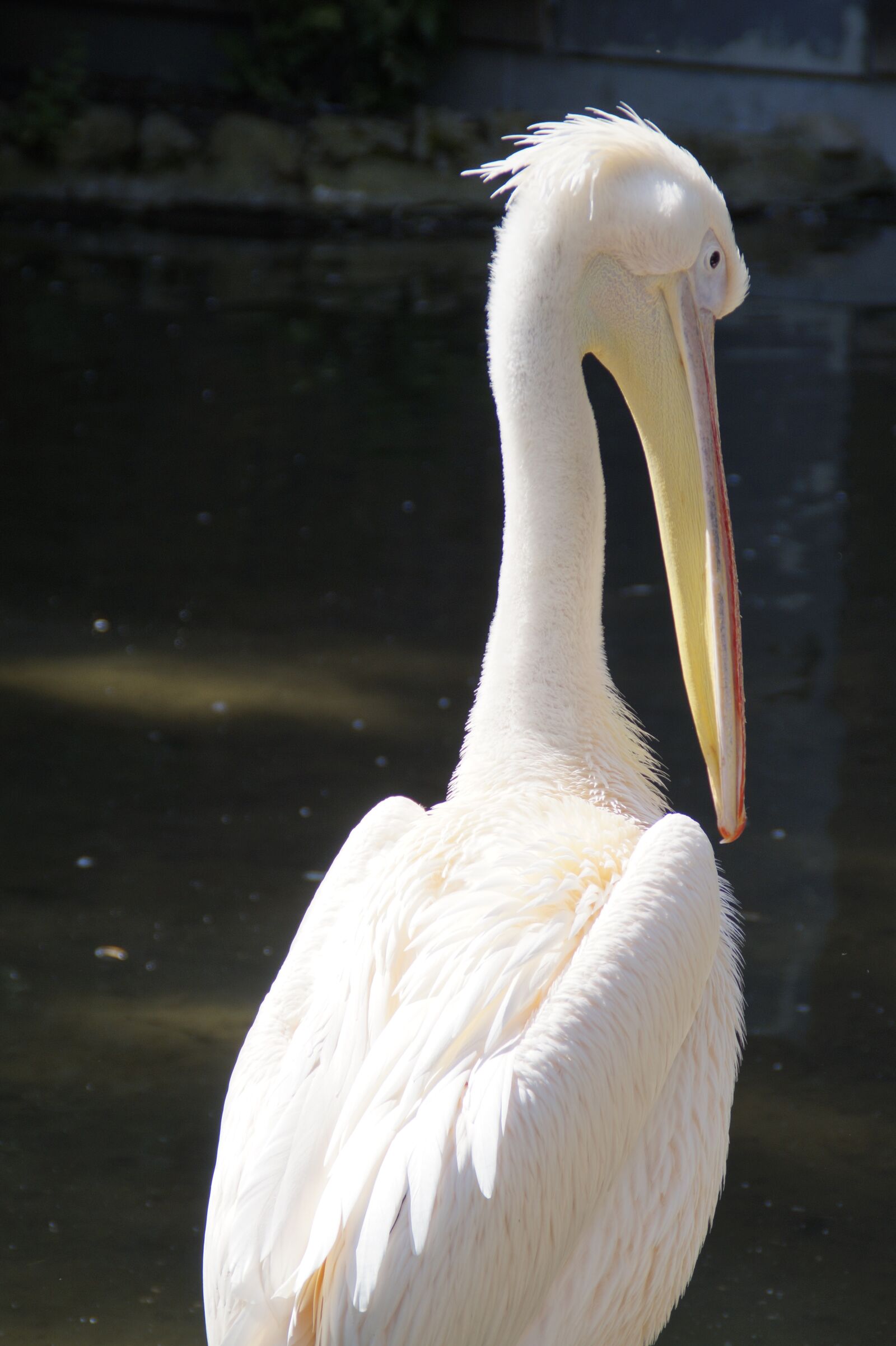 Sony SLT-A58 sample photo. Pelikan, white, bird photography