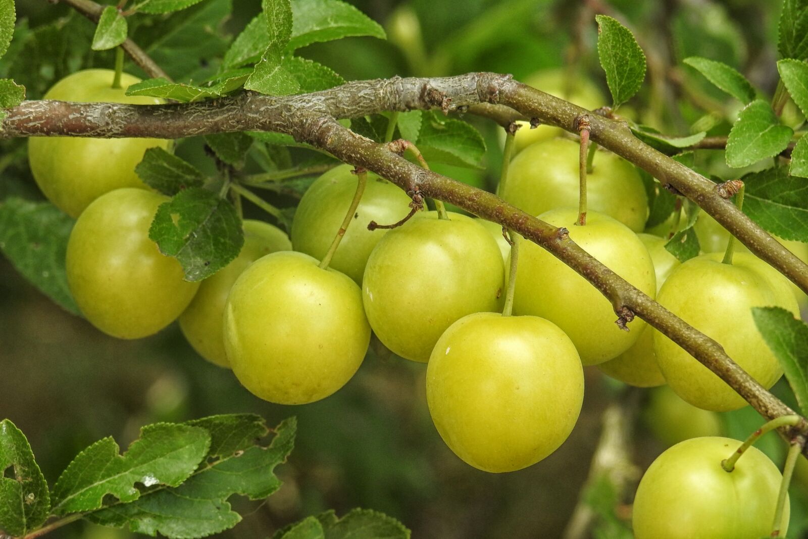 Nikon Coolpix P900 sample photo. Mirabelle plum tree, yellow photography