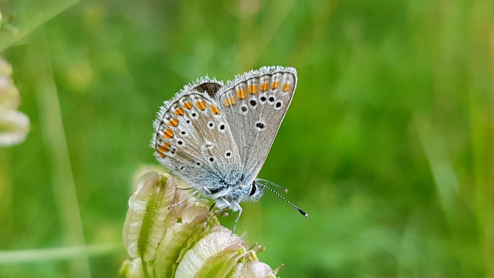 Samsung Galaxy S7 sample photo. Butterfly, common blue, insect photography