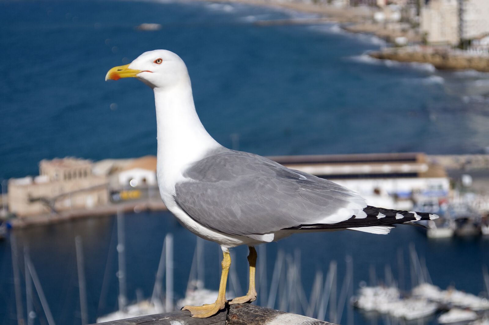 Nikon D300 sample photo. Seagull, gull, water photography
