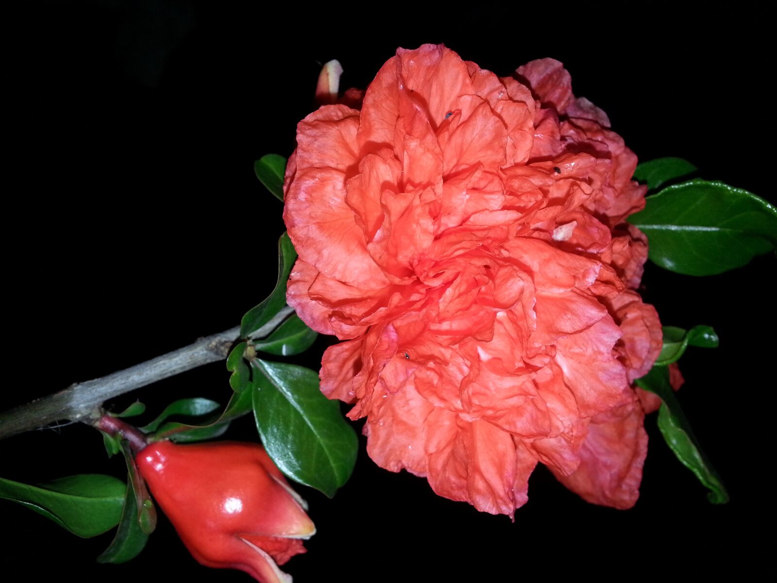 Samsung Galaxy Note2 sample photo. Macro, flowers, nature photography