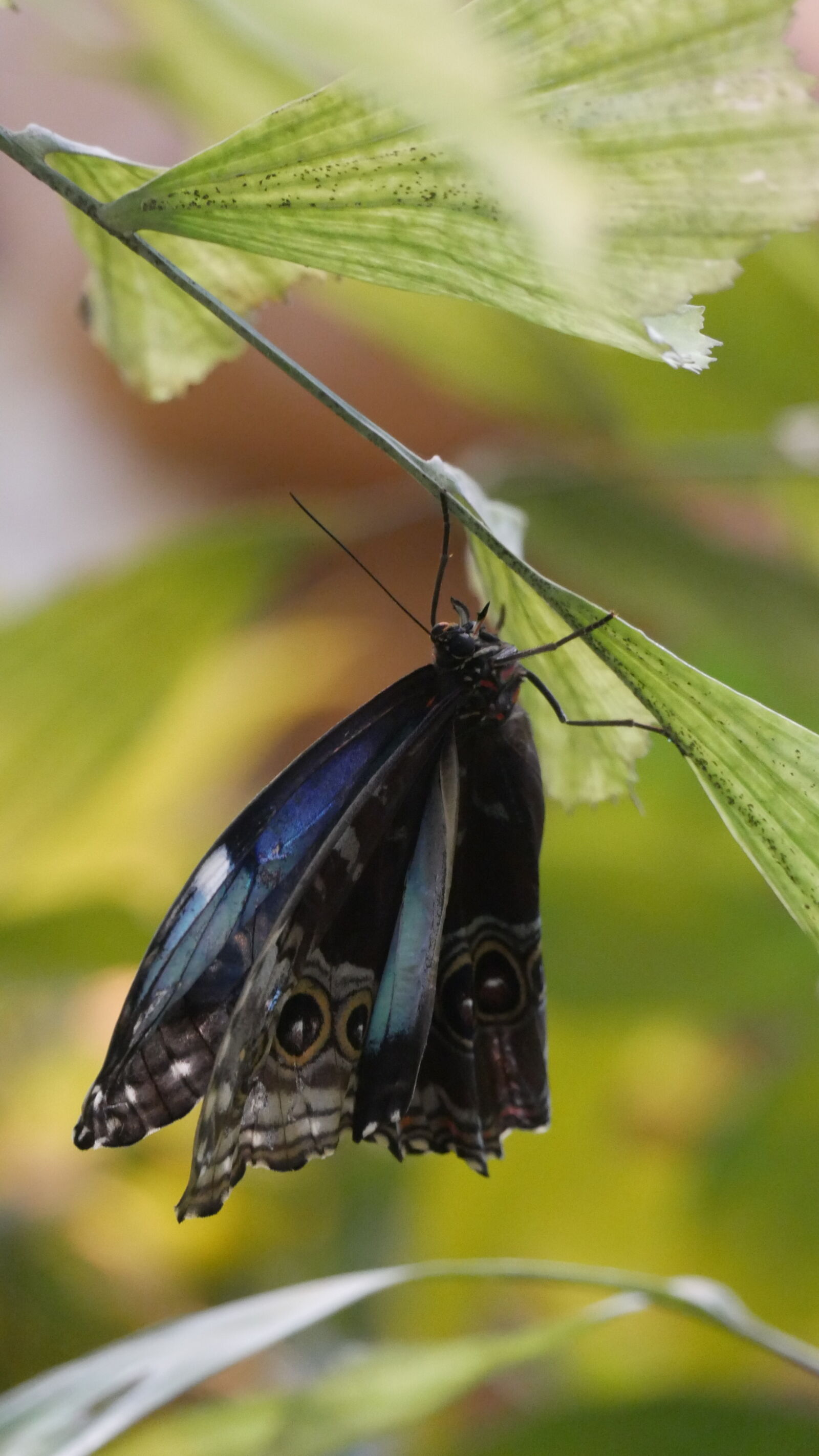 Panasonic Lumix G Vario 45-150mm F4-5.6 ASPH Mega OIS sample photo