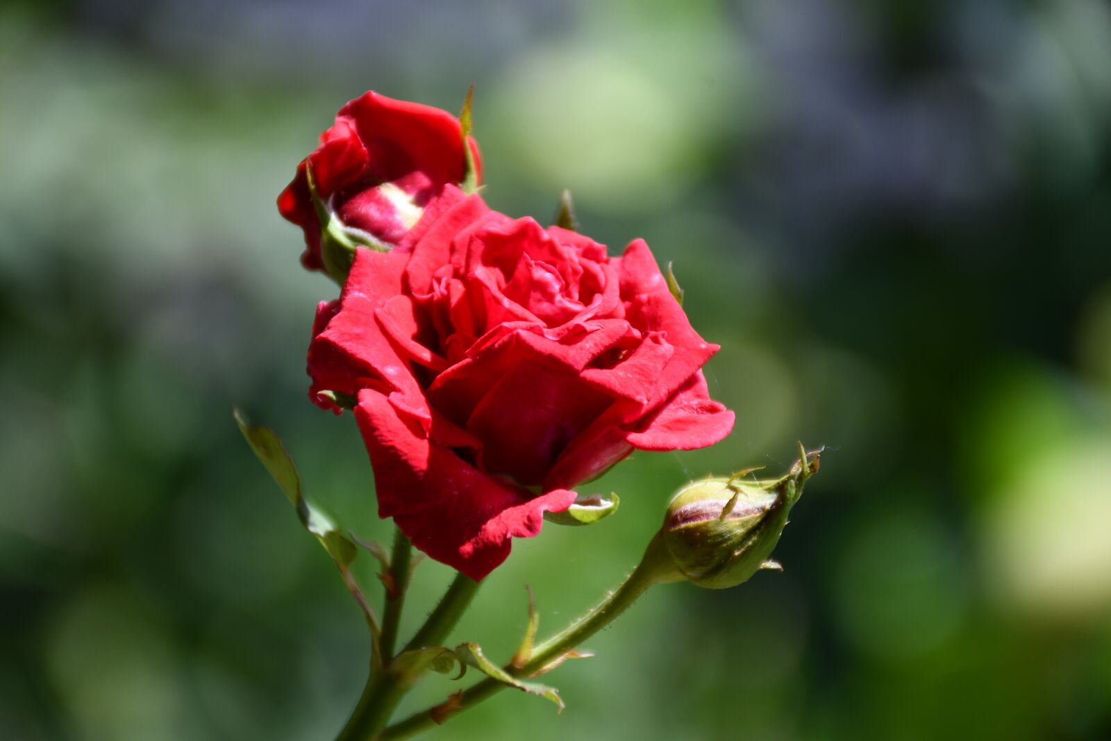 Nikon D7500 sample photo. Flower, rose, bloom photography