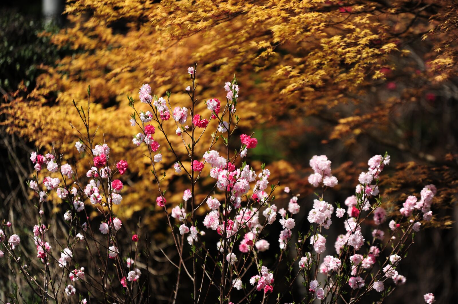 Nikon D700 sample photo. Peach blossoms, autumnal leaves photography