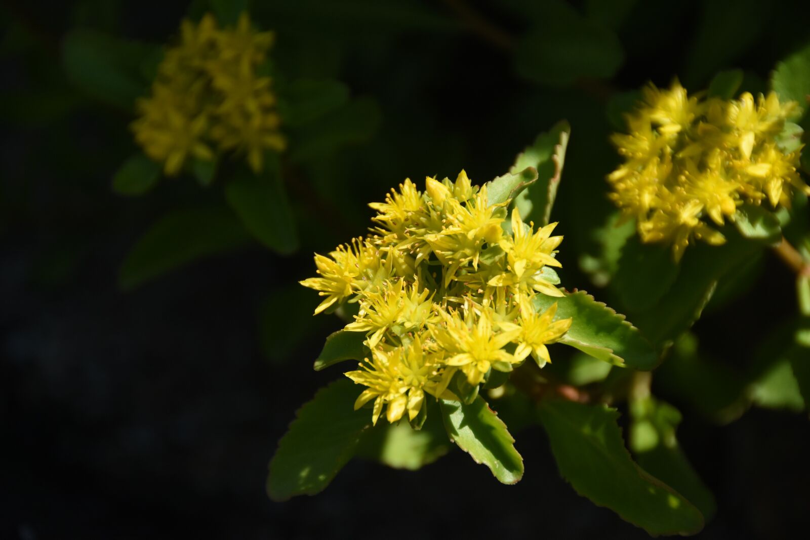 Nikon D7200 sample photo. Wildflower, giraffe first, yellow photography