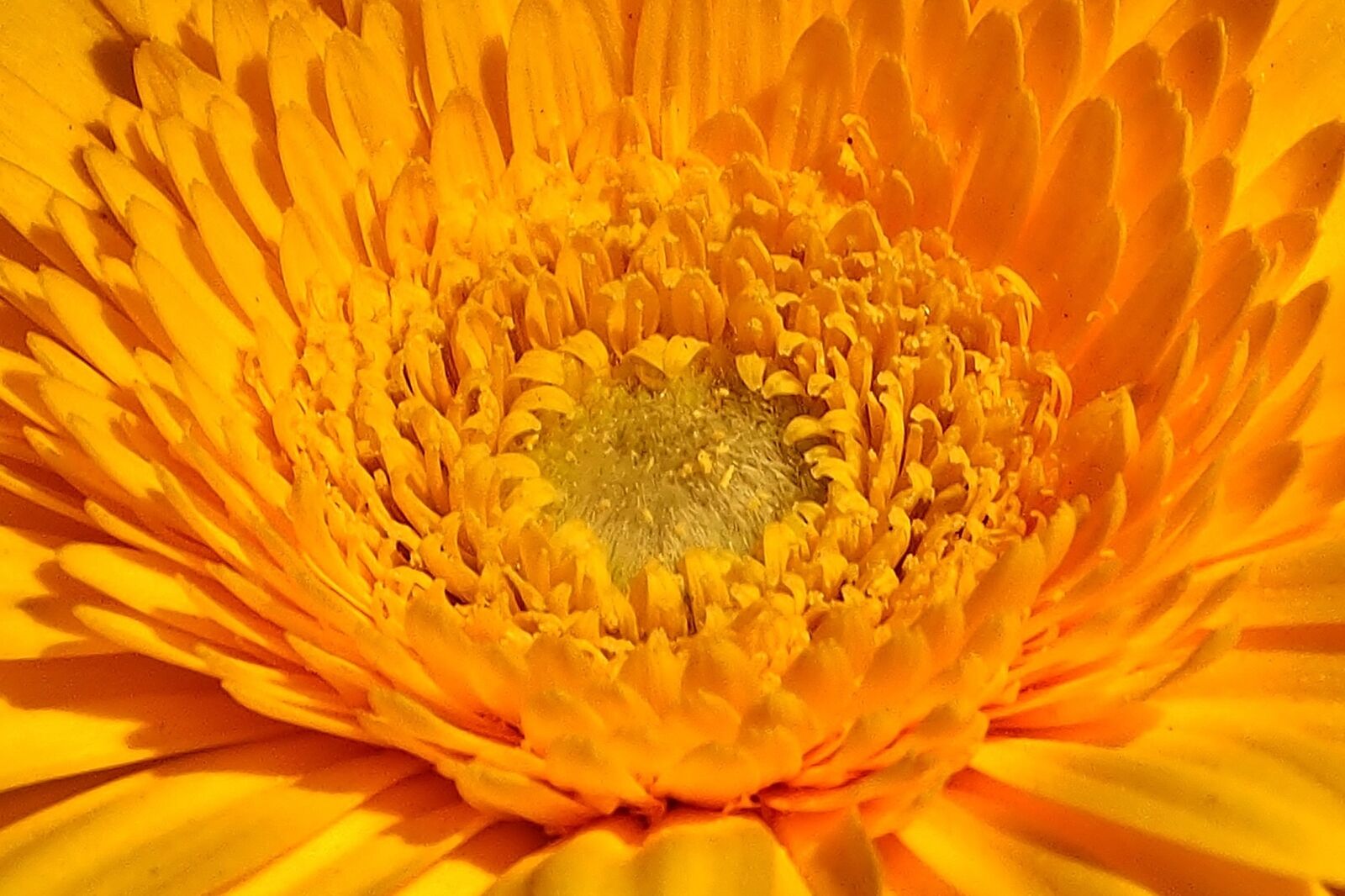 Olympus OM-D E-M5 sample photo. Flower, plant, petal photography