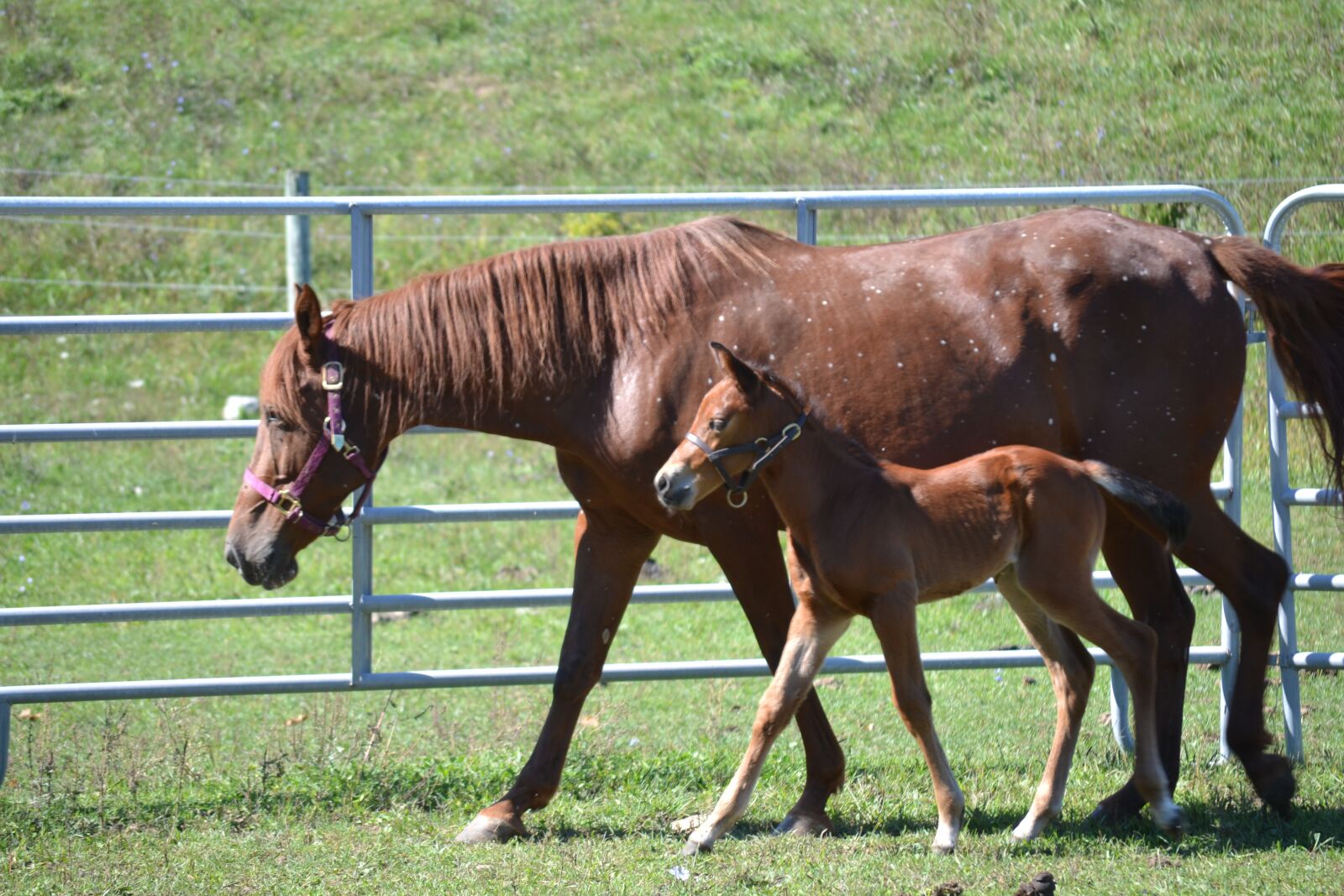 Nikon D3100 sample photo. Horse, equine, mare photography