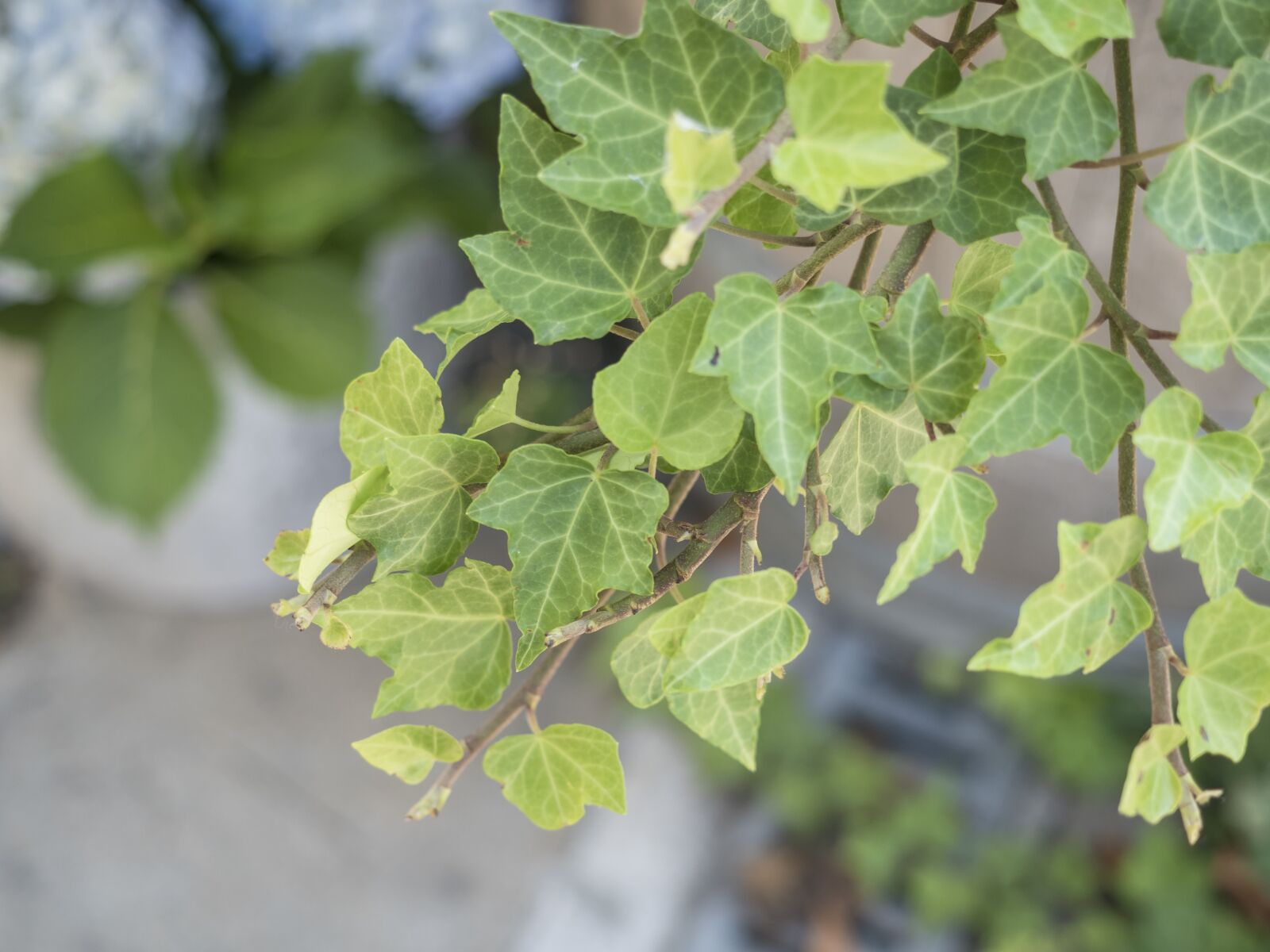 Olympus OM-D E-M5 II sample photo. Ivy, outdoor, nature photography