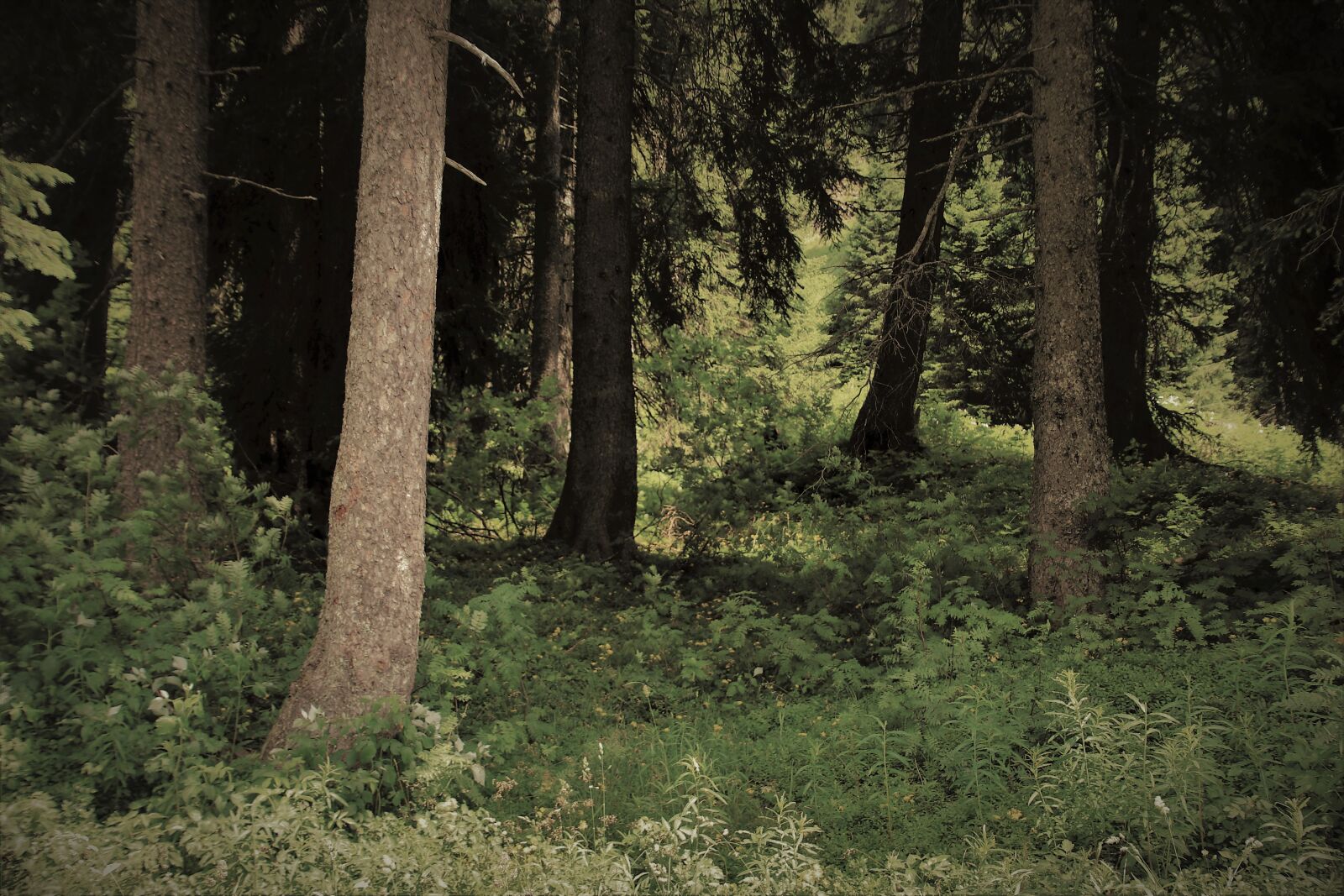 Canon EOS 80D sample photo. Conifers, trees, pine photography
