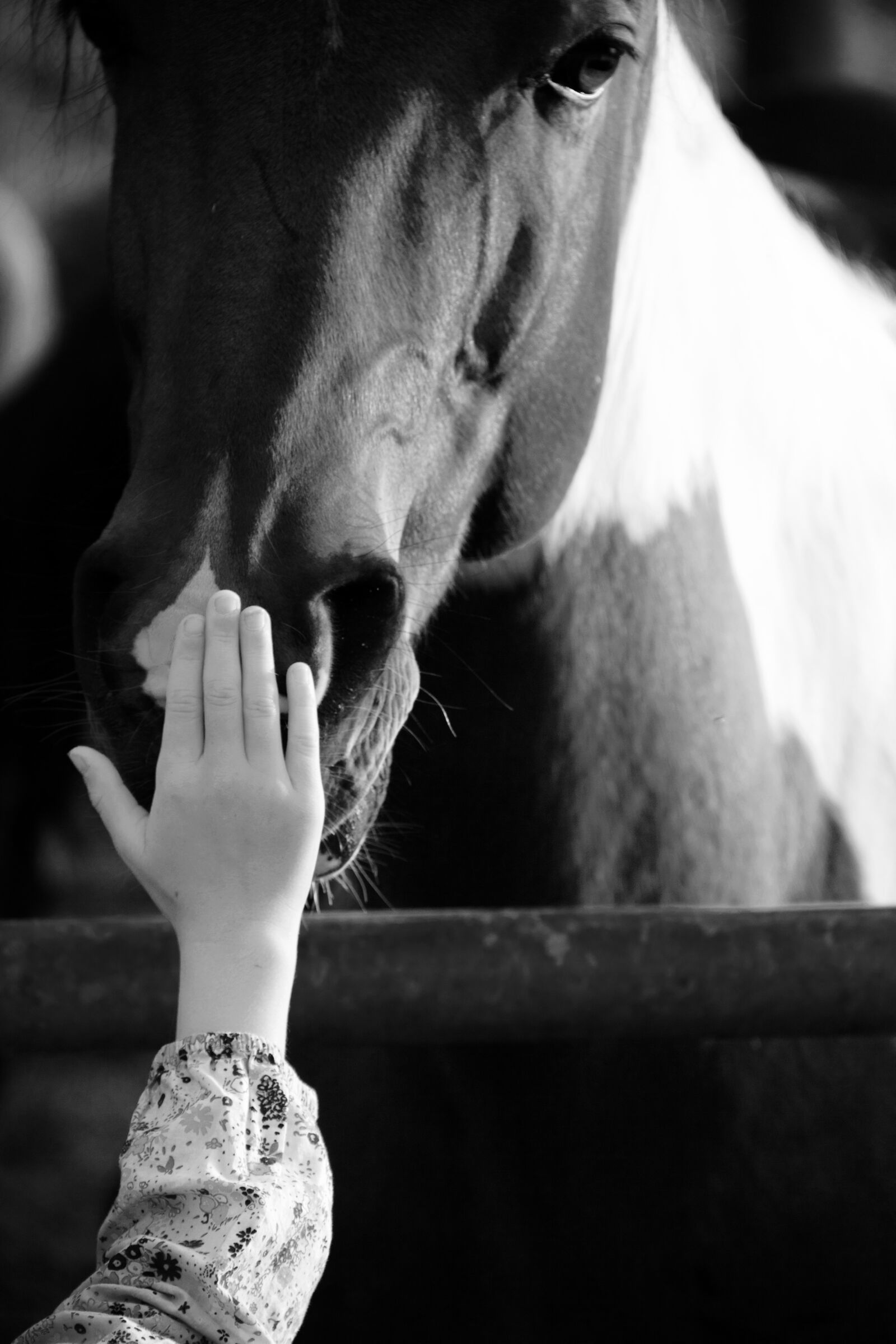 Canon EF-S 18-135mm F3.5-5.6 IS sample photo. Horse, hand, mindfulness photography