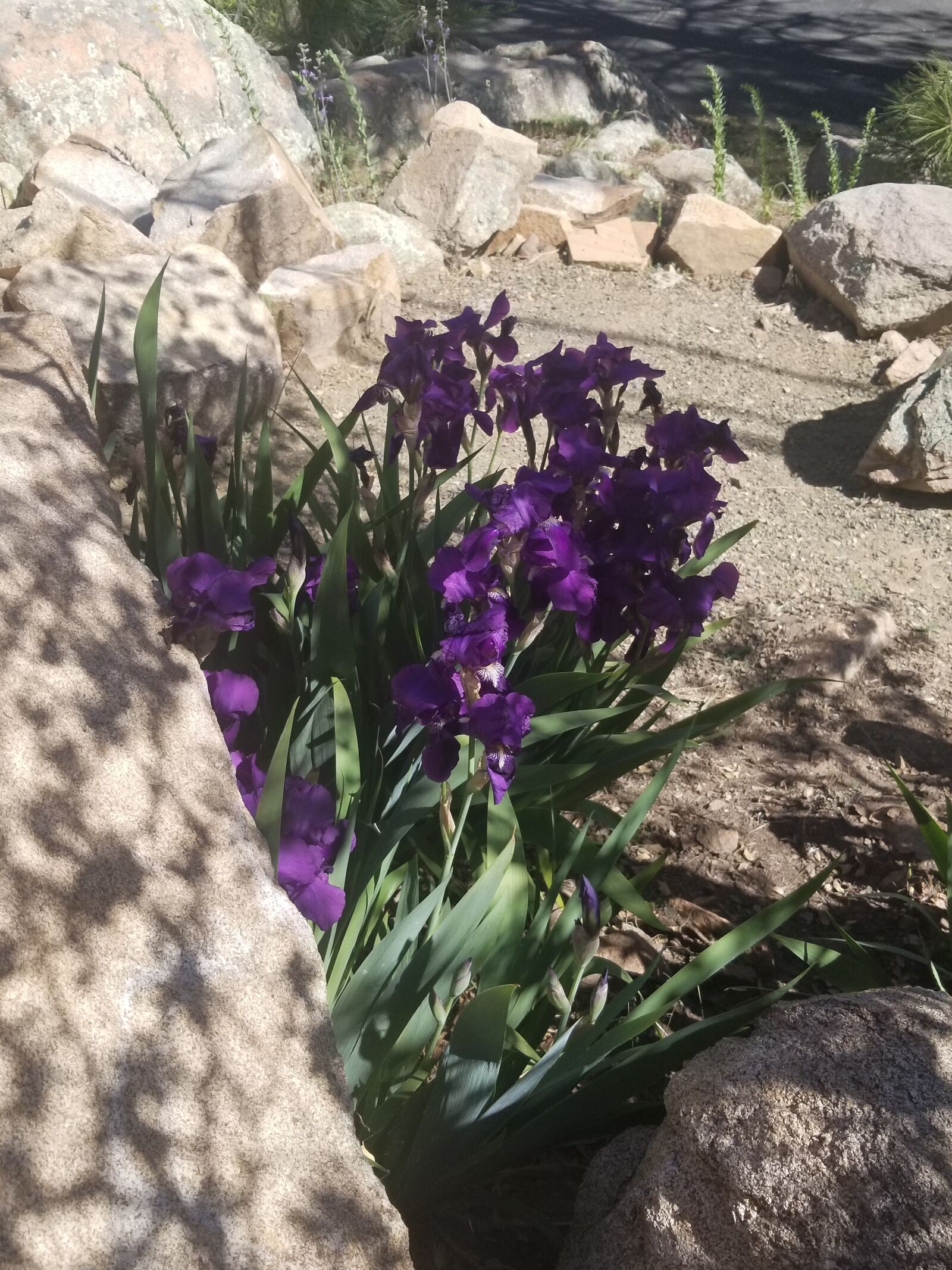 Samsung SM-G955U sample photo. Purple, flower, lavender photography