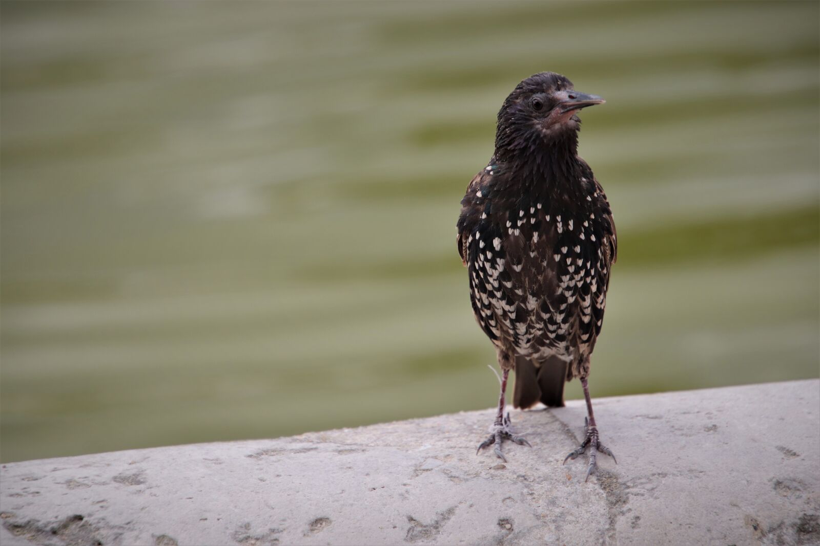 Canon EOS 800D (EOS Rebel T7i / EOS Kiss X9i) sample photo. Starling, chick, young photography