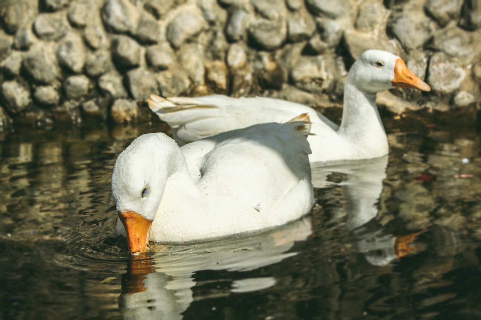 Canon EOS 700D (EOS Rebel T5i / EOS Kiss X7i) sample photo. Animal, animal photography, duck photography