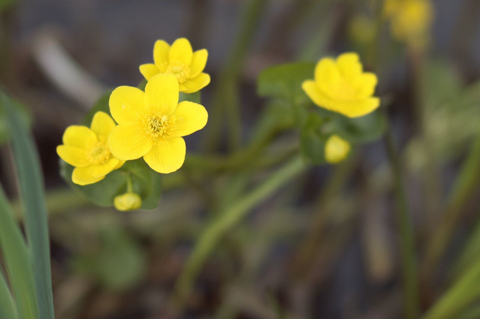 Nikon D3200 sample photo. Flower, nature, flora photography