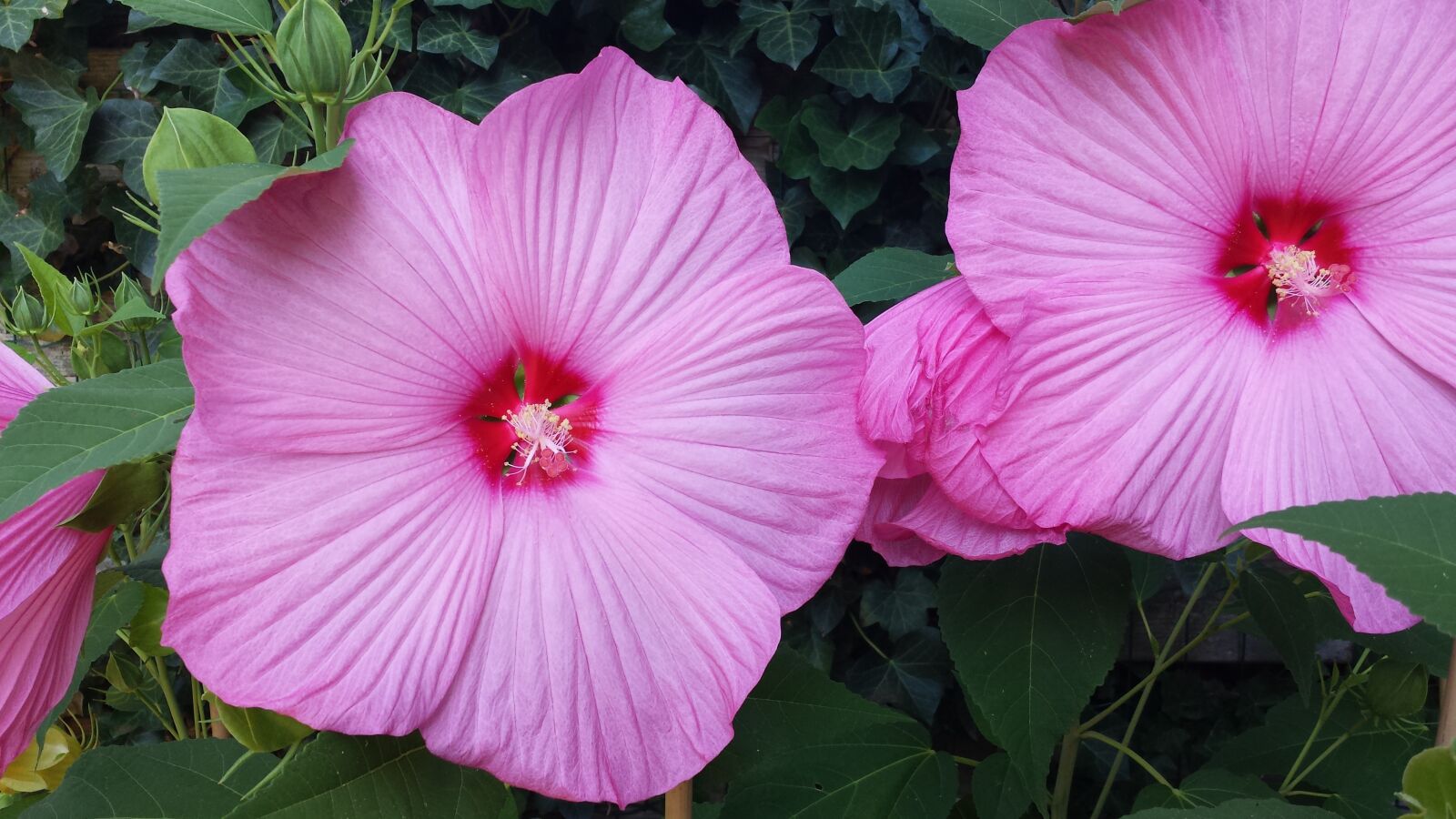 Samsung Galaxy S4 sample photo. Hibiscus, large, flowers photography
