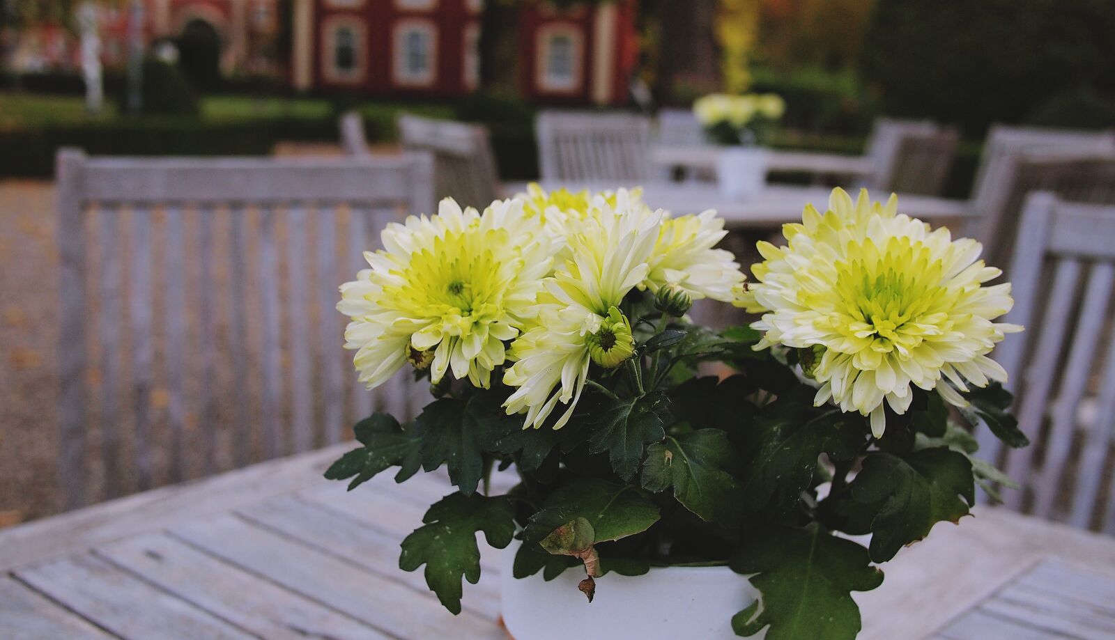Olympus PEN E-PL1 sample photo. Bouquet, flowers, wood photography