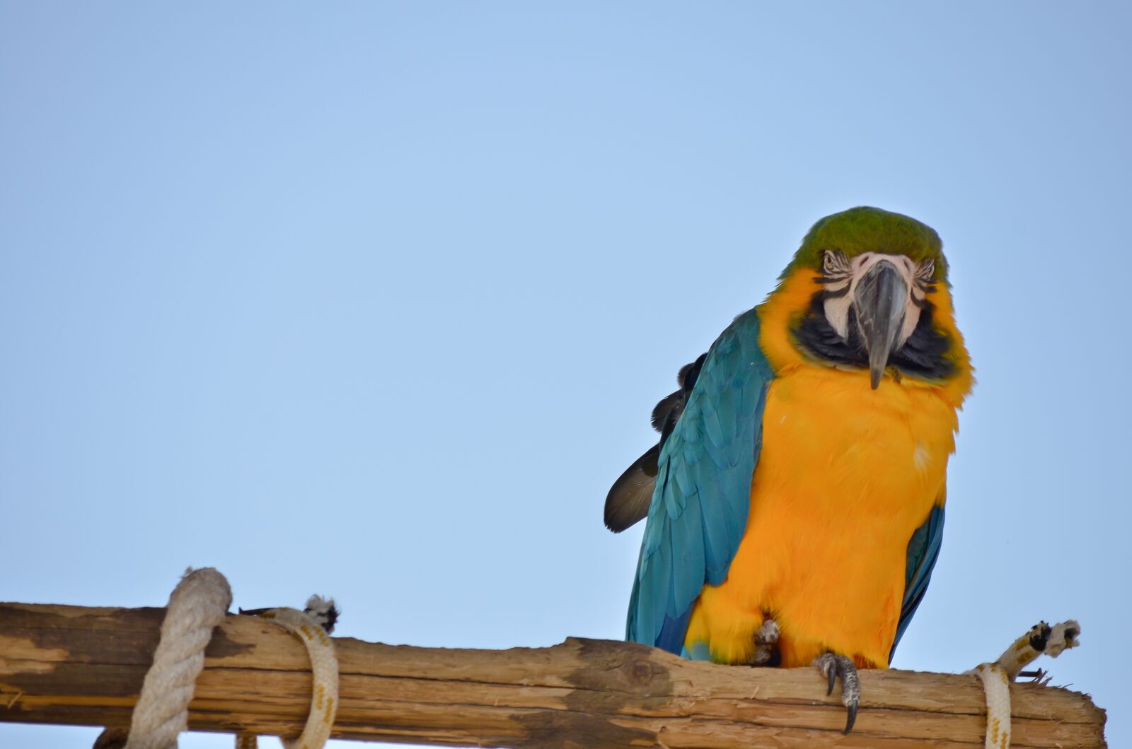 Nikon D7000 sample photo. Parrot, animal, exotic photography